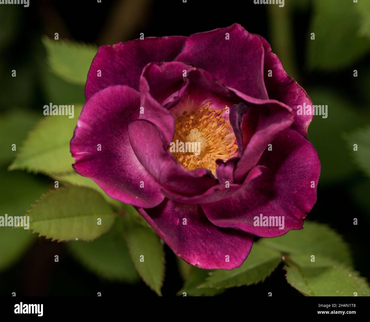 A magenta rose Stock Photo