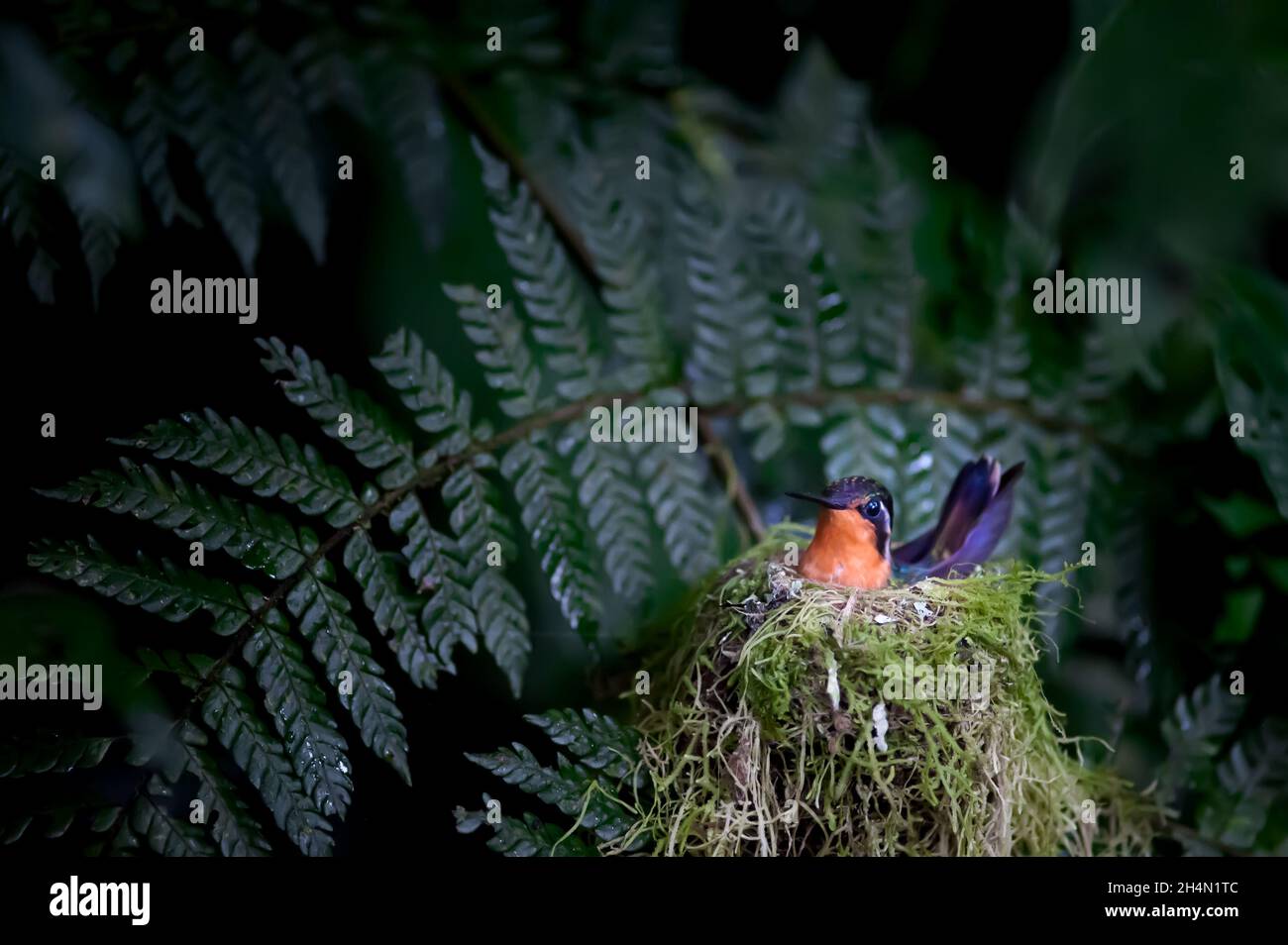 A purple-throated mountaingem hummingbird sits on her nest. The orange chest and throat of the female are shown. Stock Photo