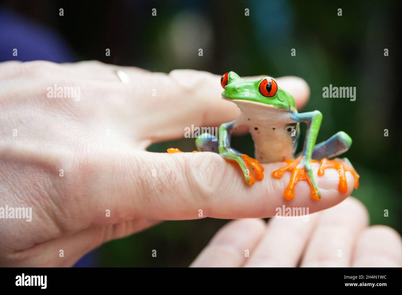 A red-eyed tree frog sits on a finger Stock Photo