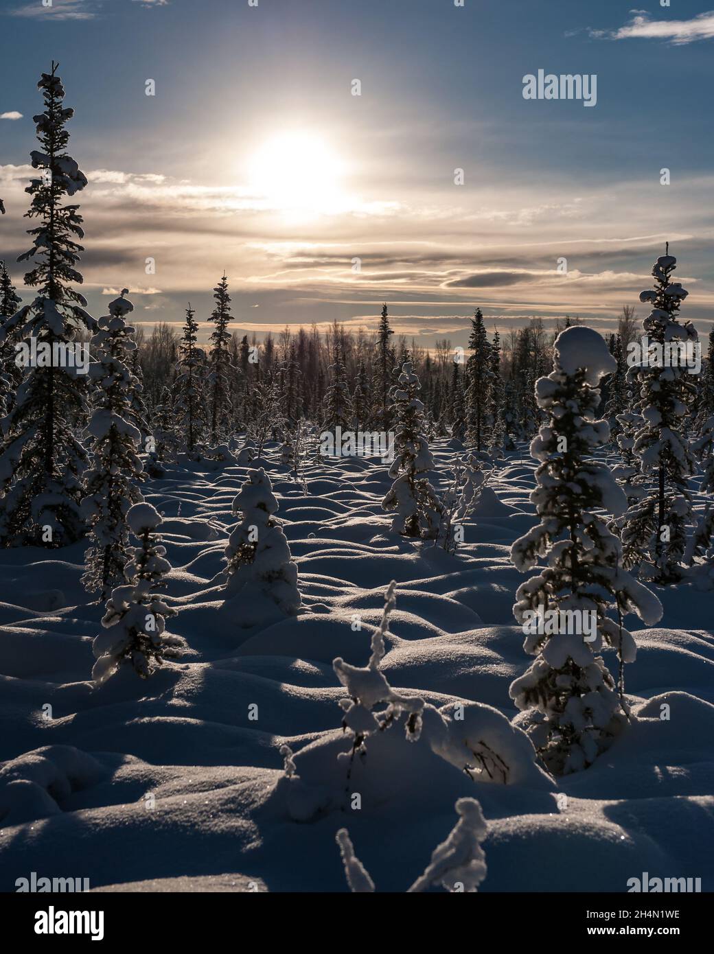 Snow covered boreal forest Stock Photo