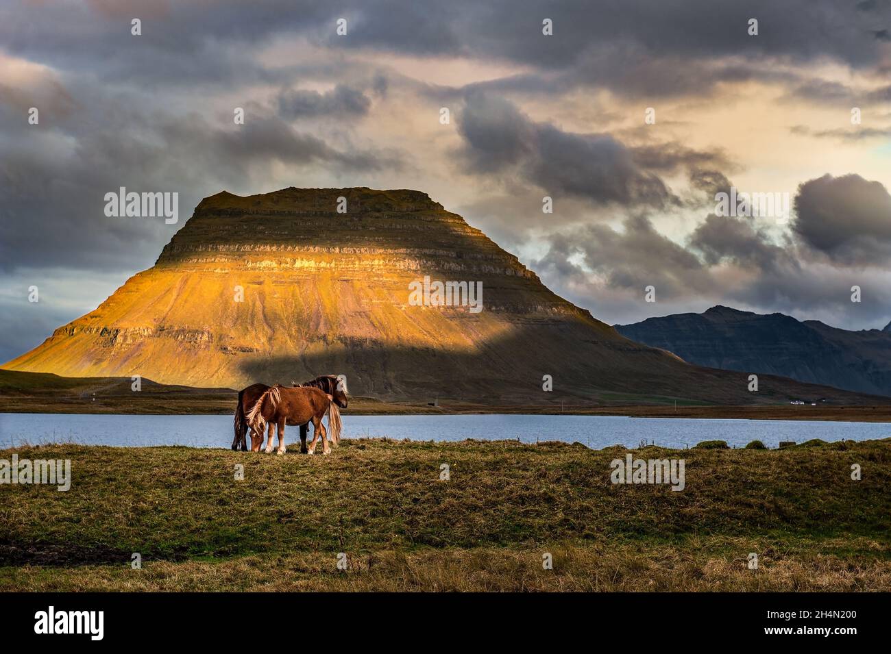 Icelandic horses graze in a pasture with Kirkjufell behind them Stock Photo