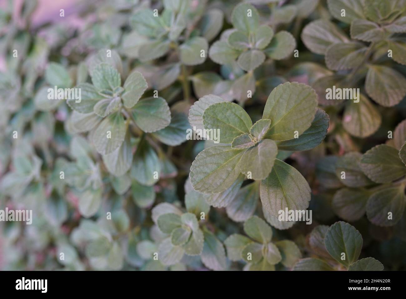 Closeup shot of a bush of Boldo leaves growing in the field Stock Photo