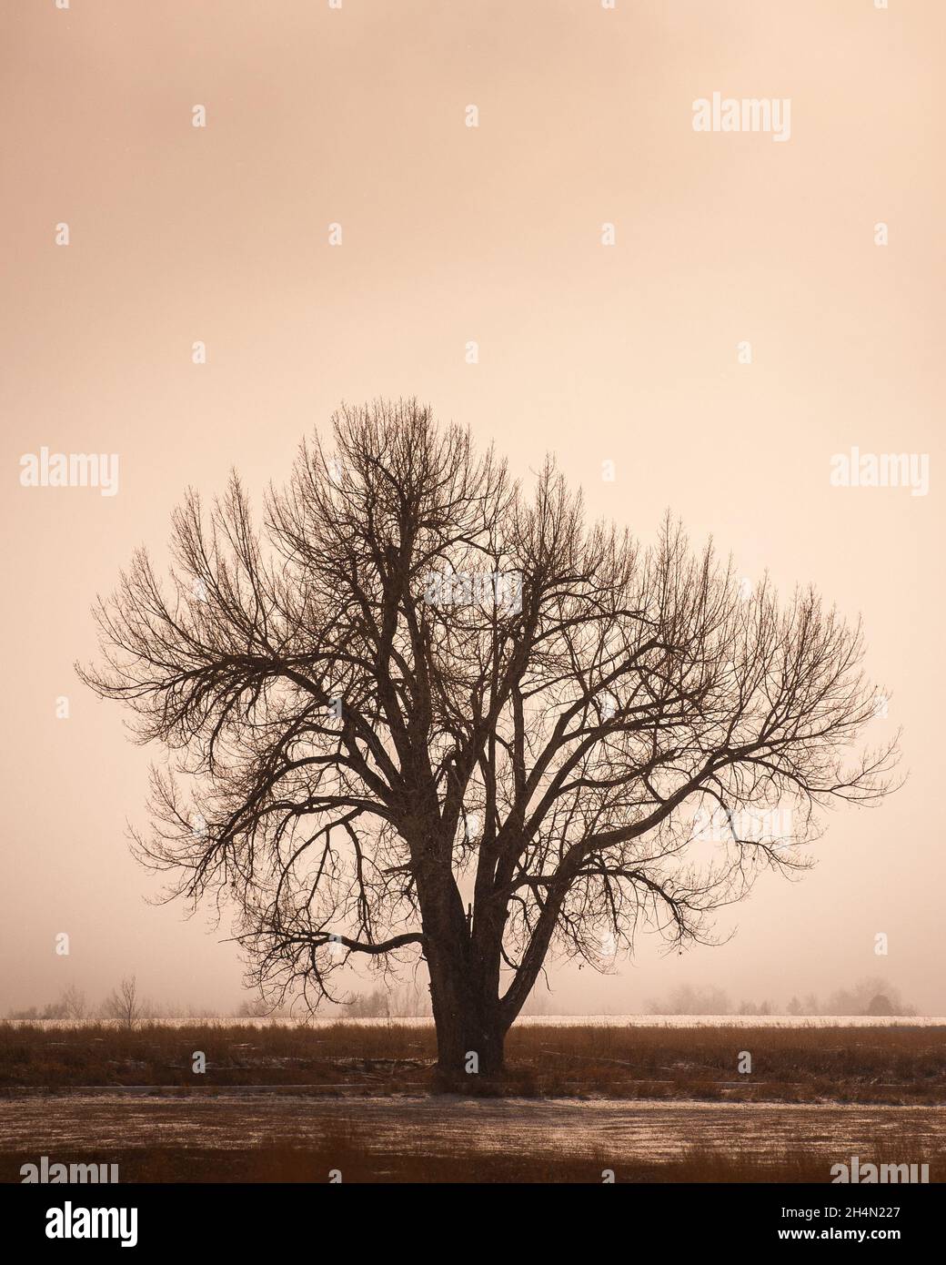 A sepia toned image of a tree in a field Stock Photo