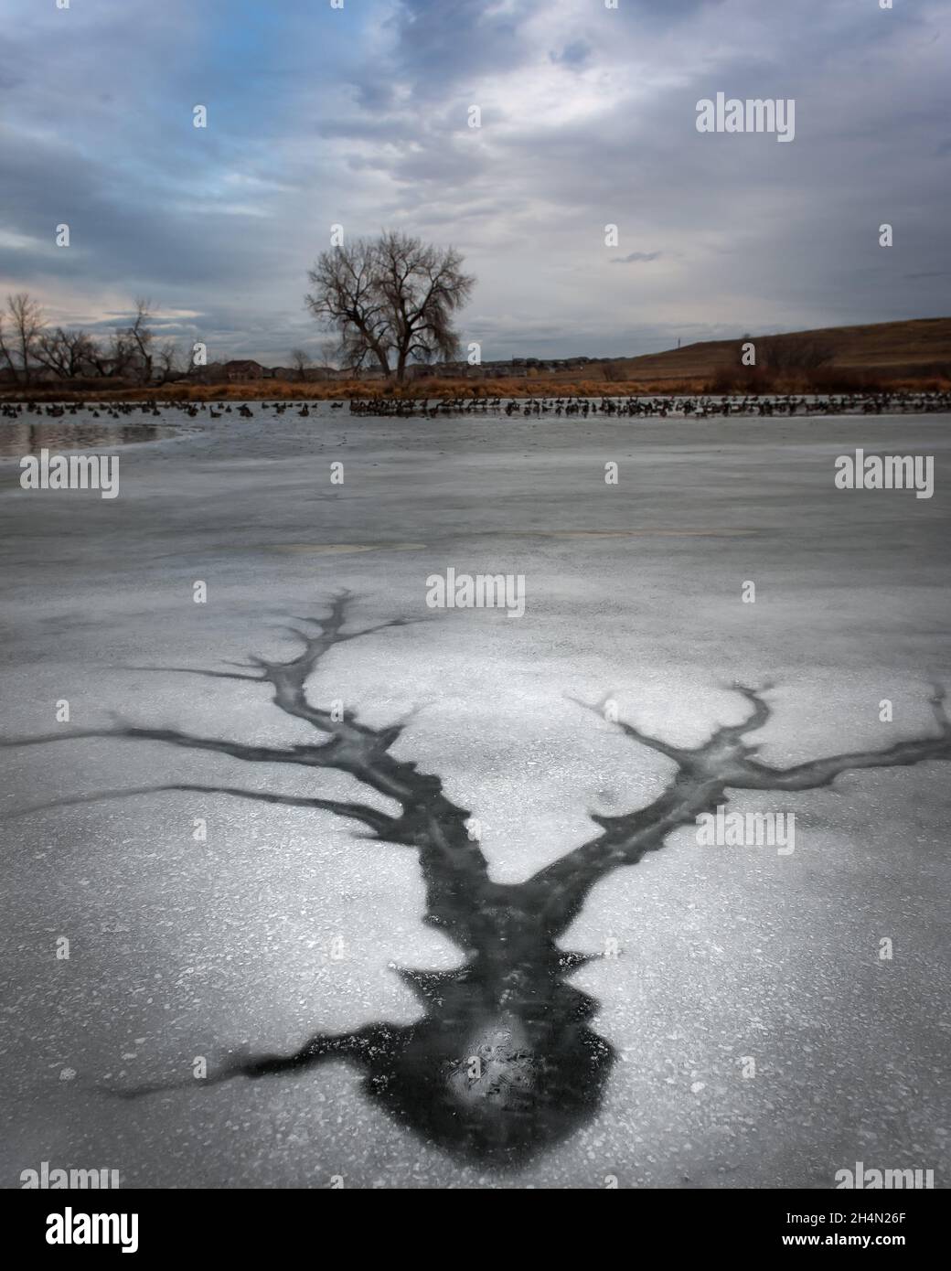 A large crack in the ice of a pond that has refrozen looks like antlers Stock Photo