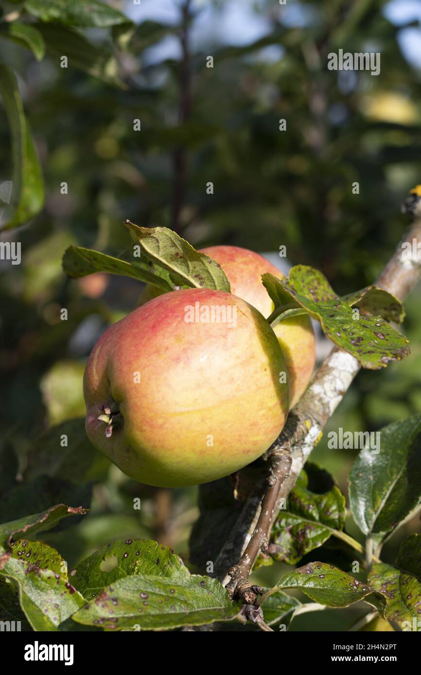 Traditional cider apples ready for harvest  Close up detailed view of fresh plump fruit  Welsh orchard near Caernarfon  Vertical shot with focus on fo Stock Photo