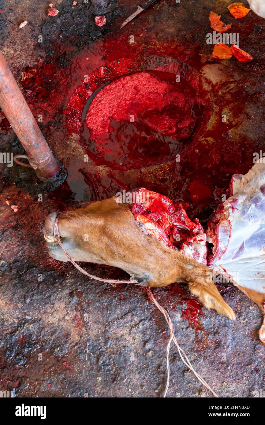 Severed cut up horse's head on the blood-covered floor in a farm slaugtherhouse. Stock Photo