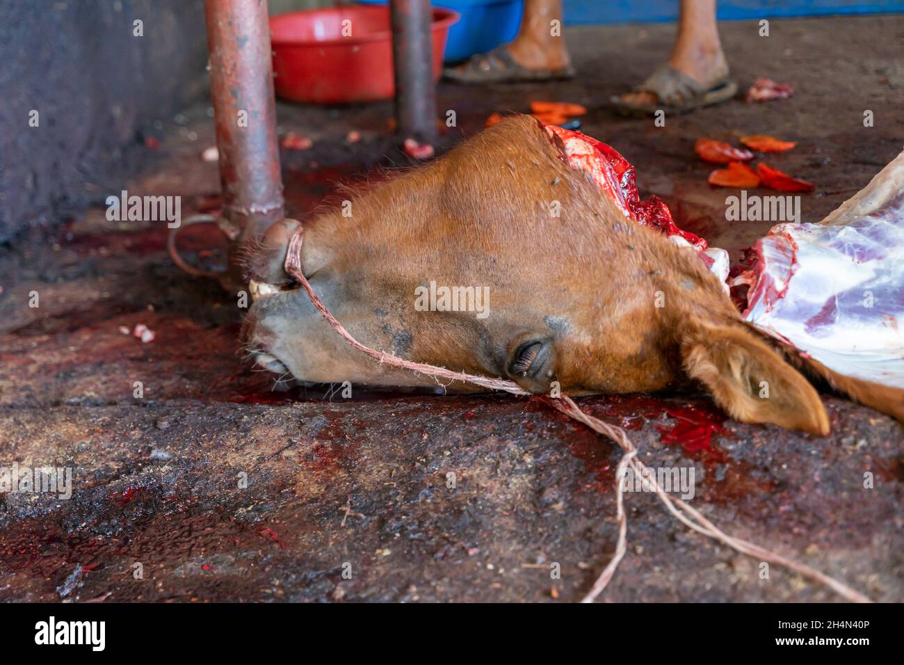 Severed cut up horse's head on the blood-covered floor in a farm slaugtherhouse. Stock Photo