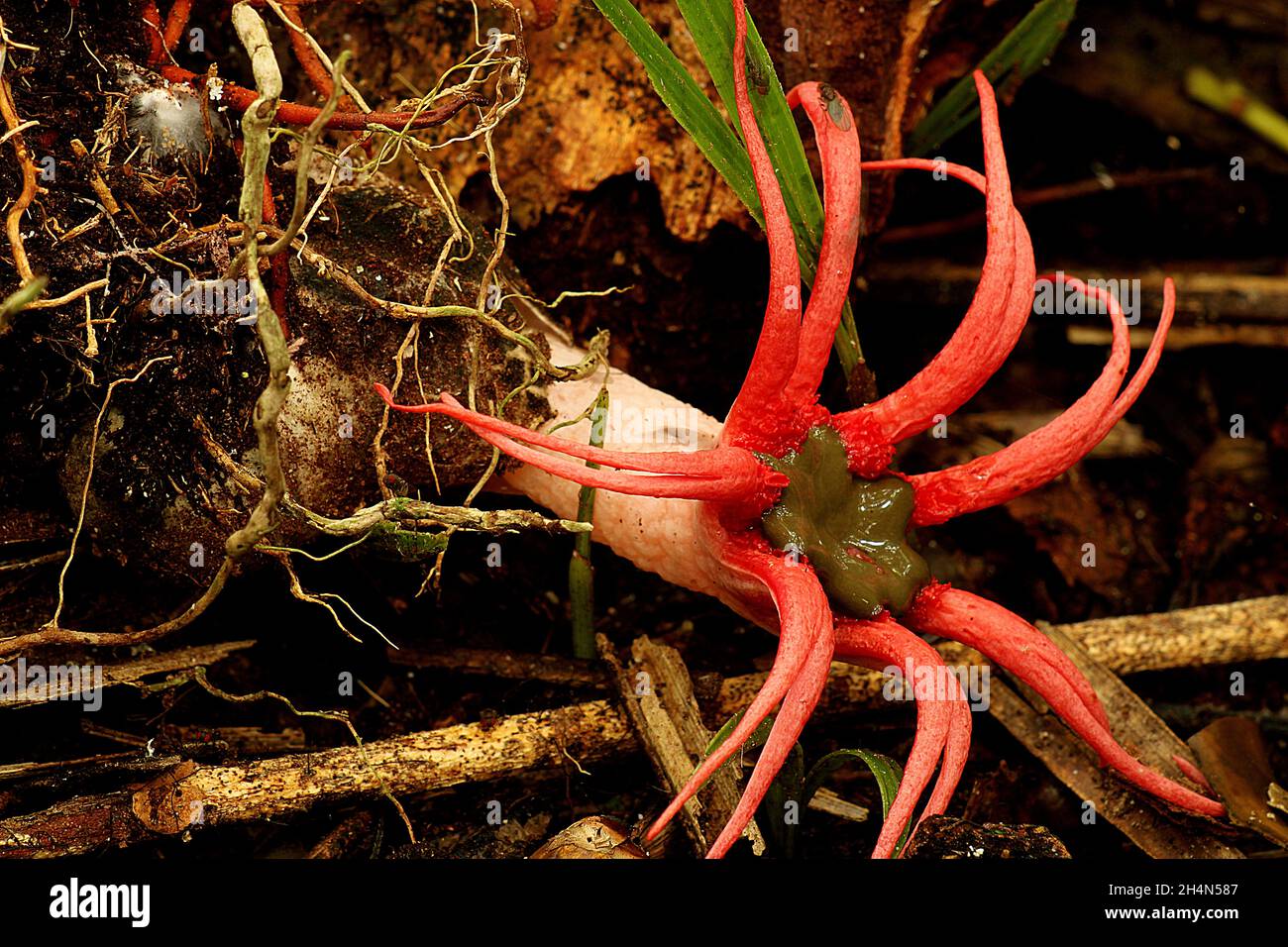 Aseroe rubra hi-res stock photography and images - Alamy
