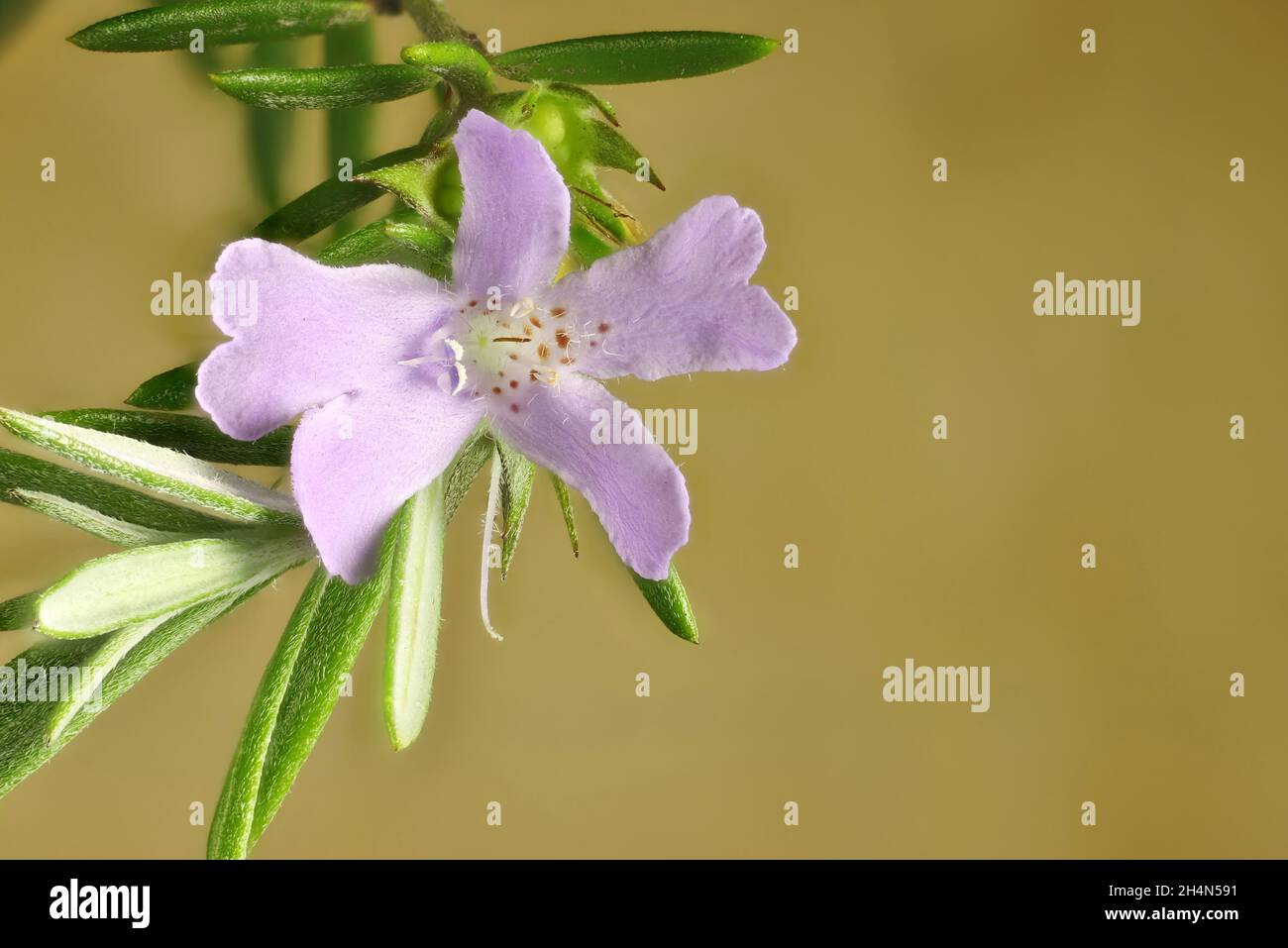 Macro close-up of Westringia ‘Wynyabbie Gem’ (Coastal Rosemary) flower, South Australia Stock Photo