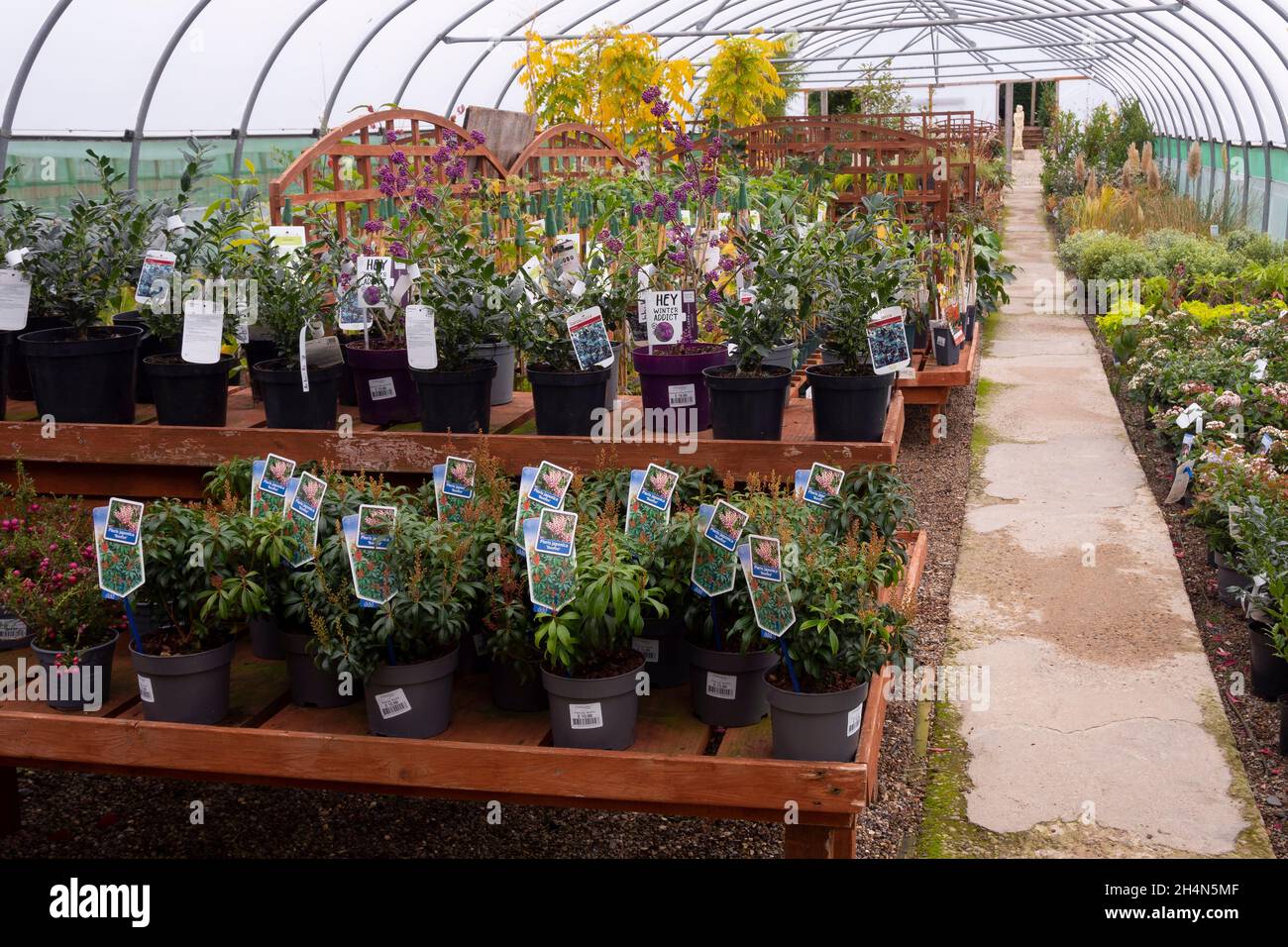 A display of  plants for sale in one of several large polytunnels at a garden centre in Rounton North Yorkshire Stock Photo
