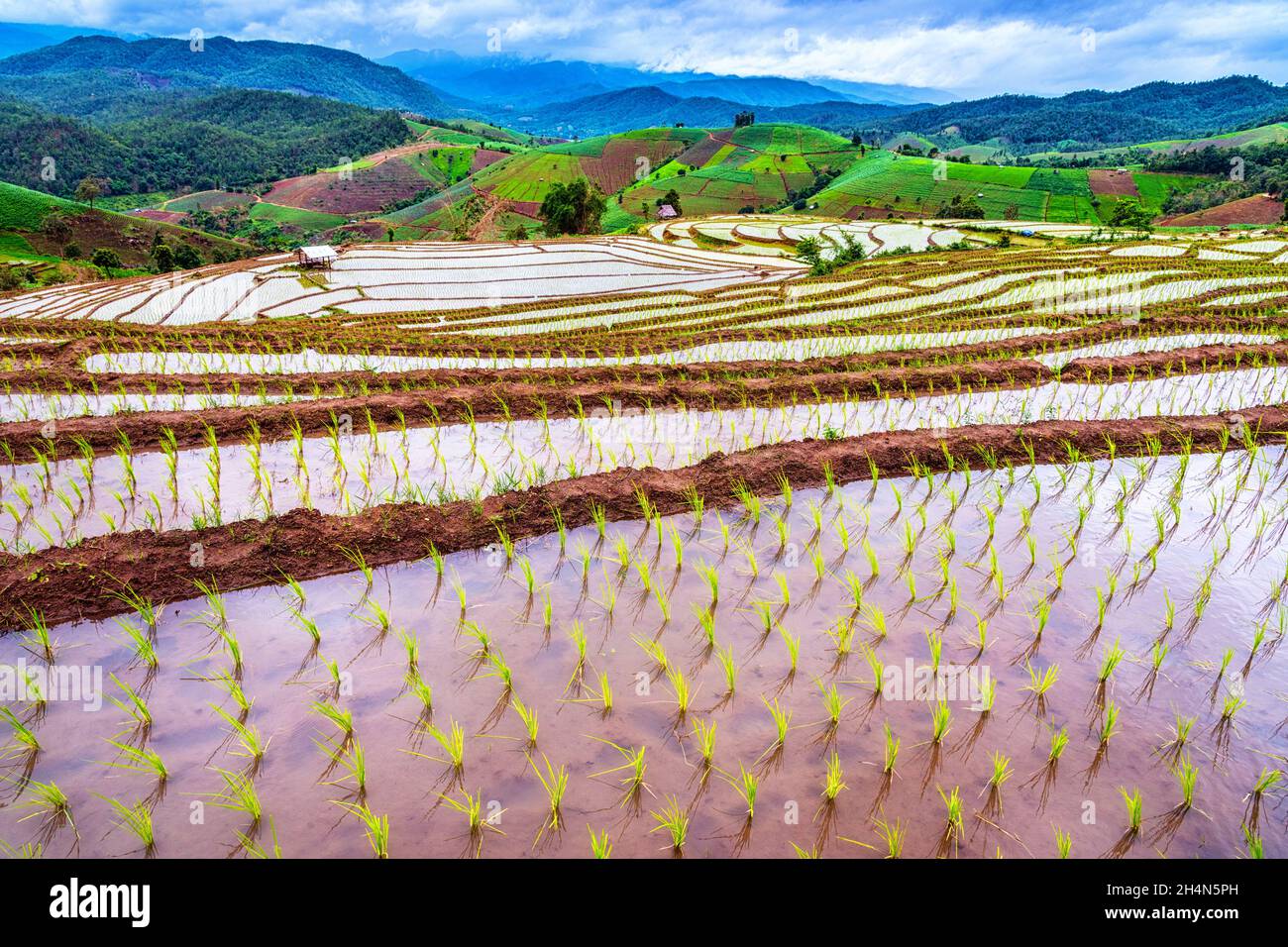 Rice terraced at Pa Bong Piang village, Mae Chaem District, Chiang mai, Thailand. Stock Photo