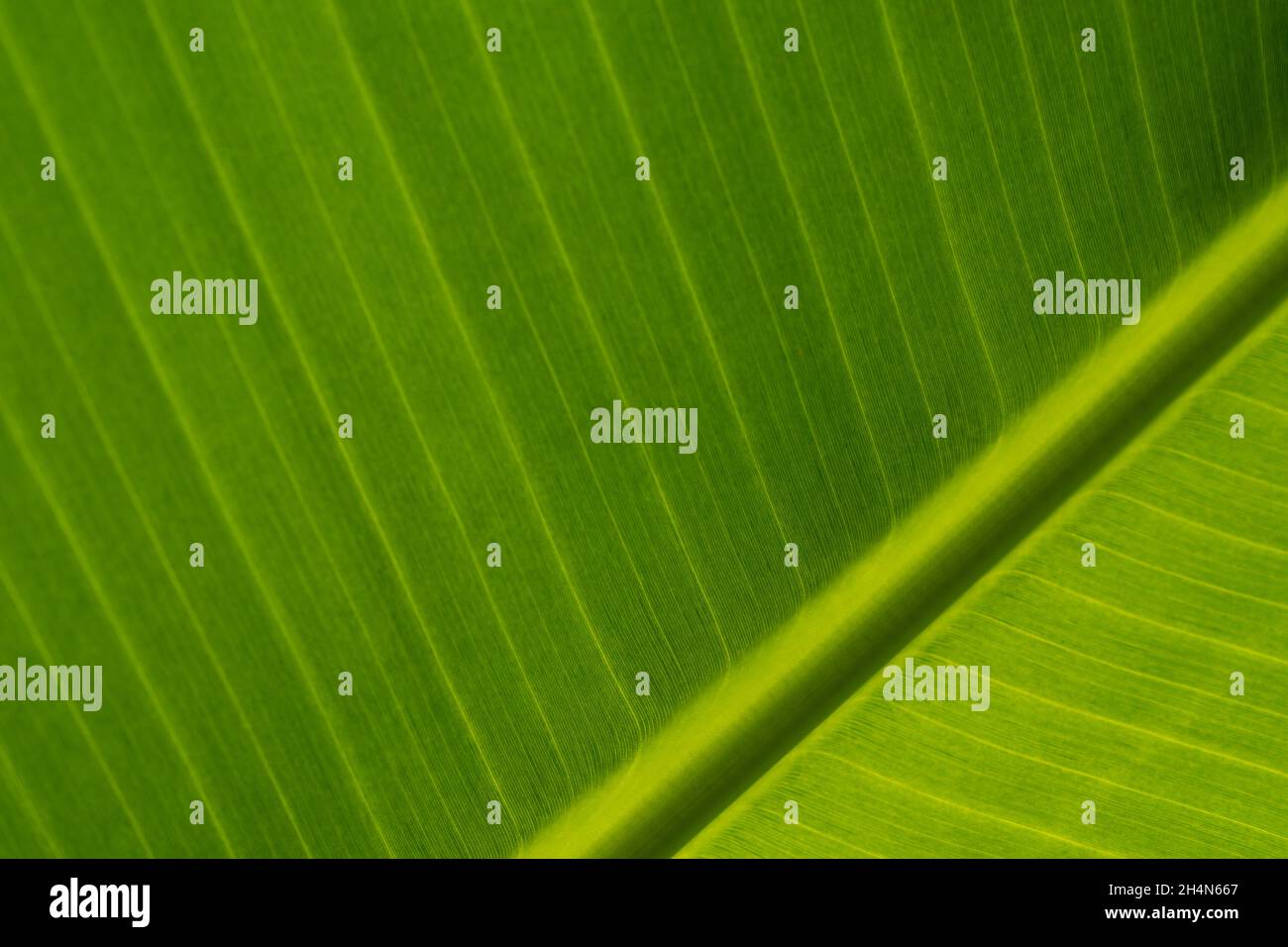 Texture of fragment green leave of banana palm. Background of exotic leave, close-up. Copy space Stock Photo