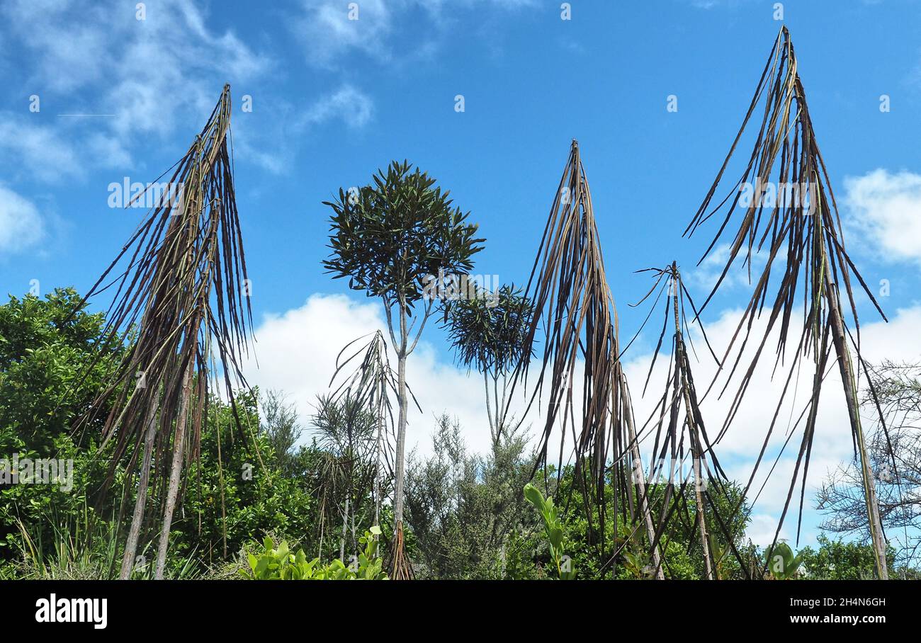 Lancewood trees different growth stages hi-res stock photography and