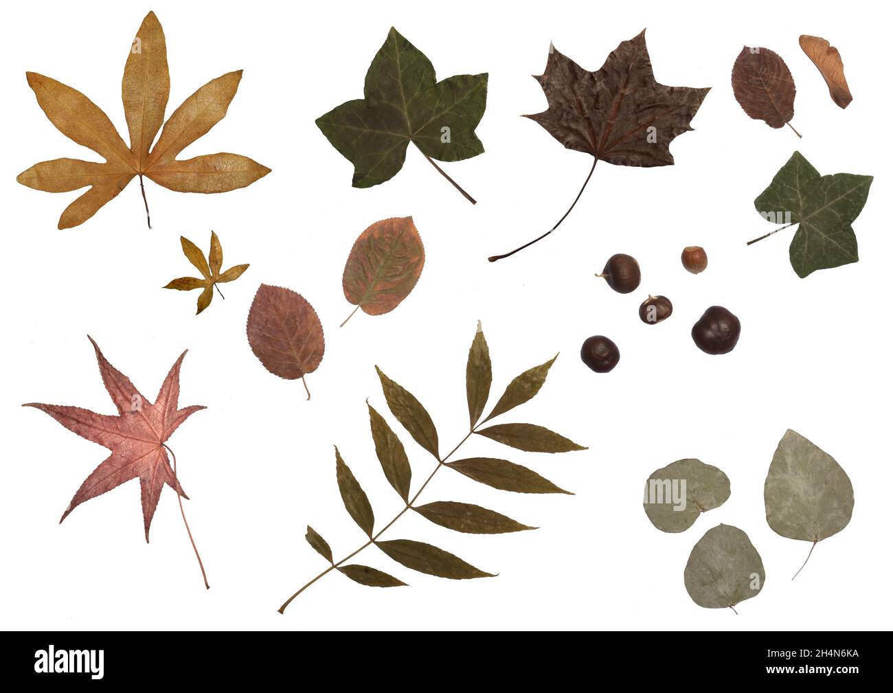 collection of dried autumn leaves and chestnuts, isolated on white ...
