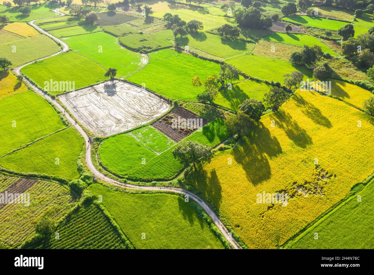 Ta Pa rice field in the morning beautiful on ripe rice days Stock Photo