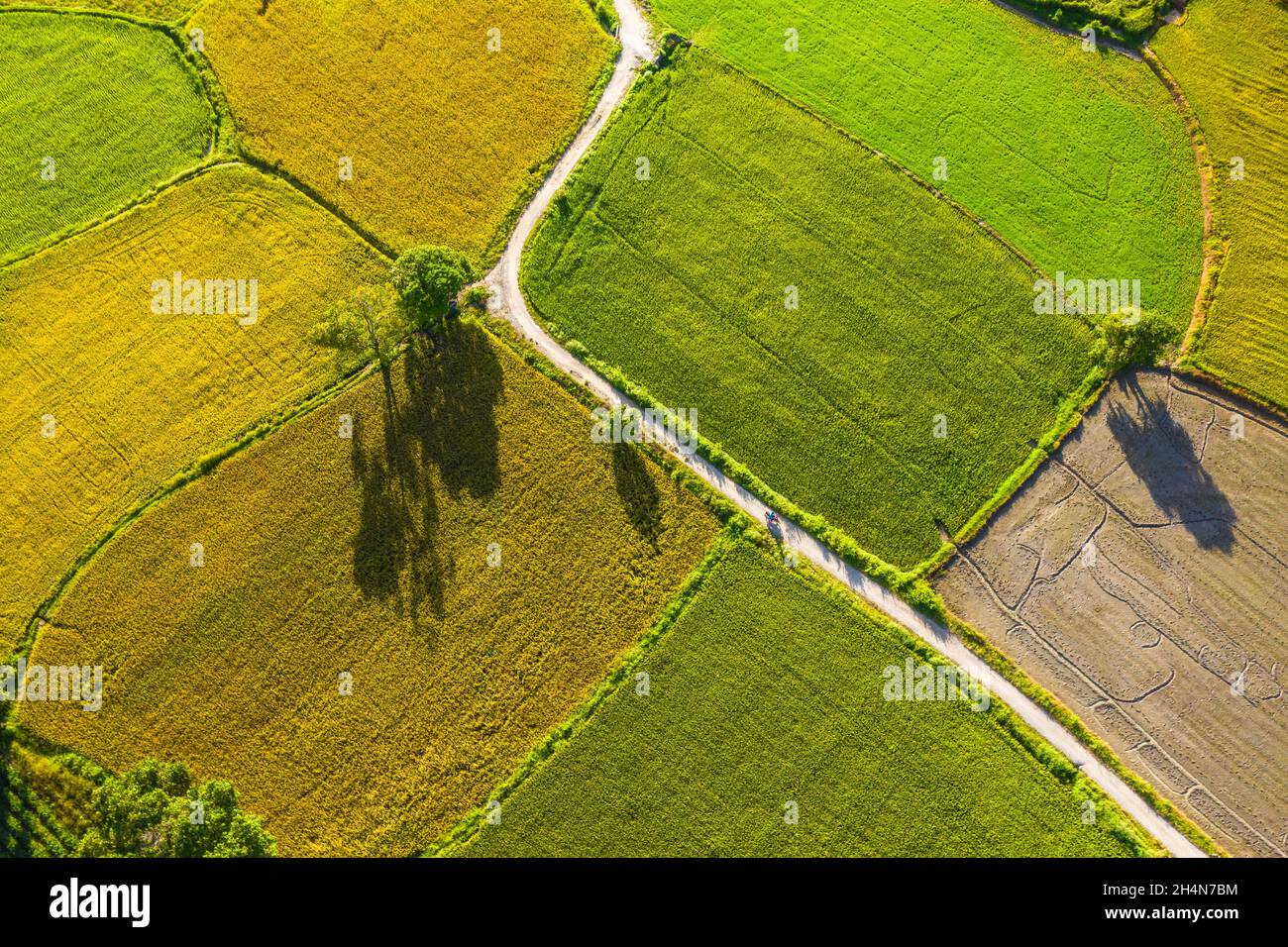Ta Pa rice field in the morning beautiful on ripe rice days Stock Photo