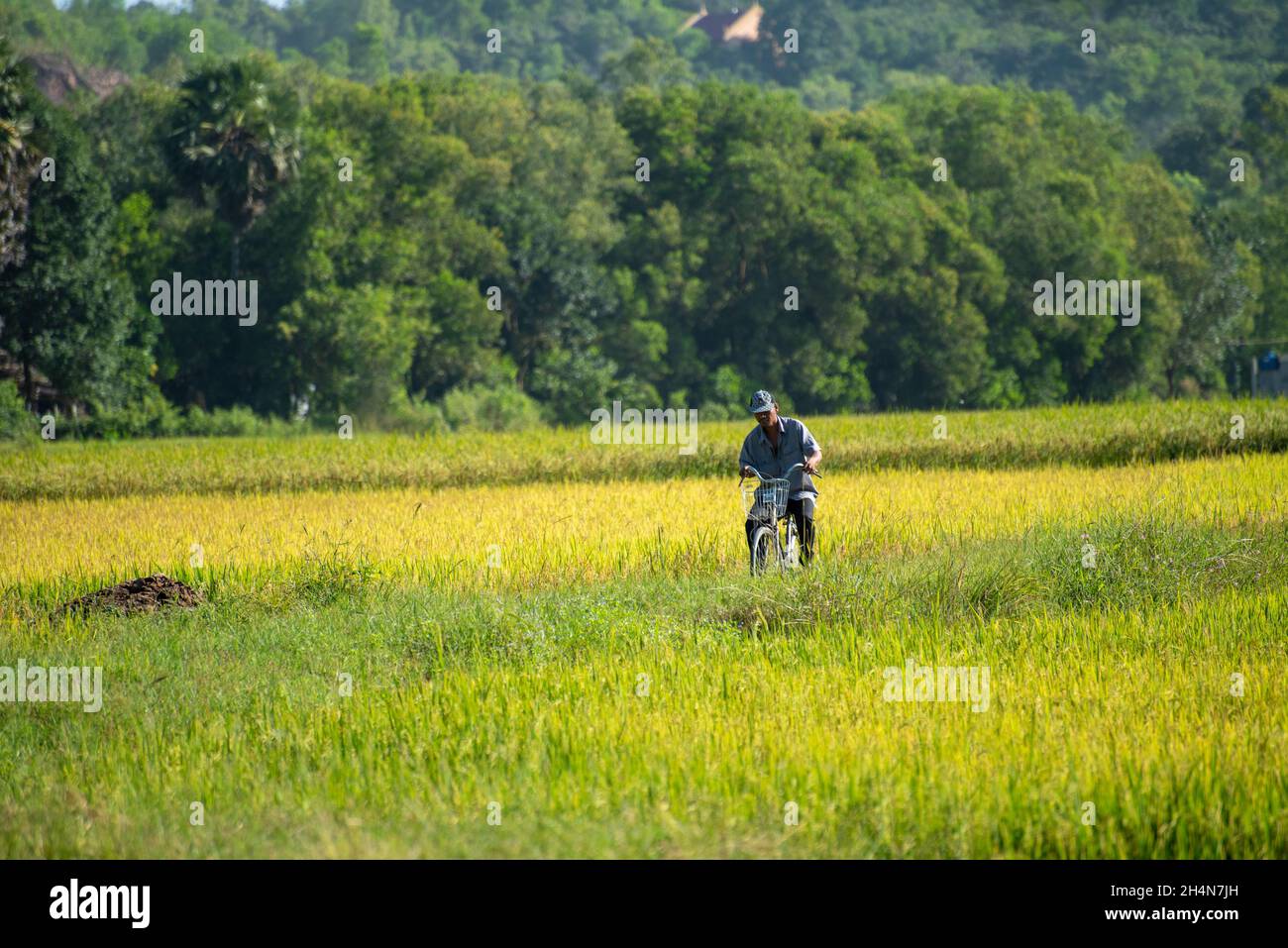 Tappa Rice Ta Pa rice field in the morning beautiful on ripe rice days Stock Photo ...