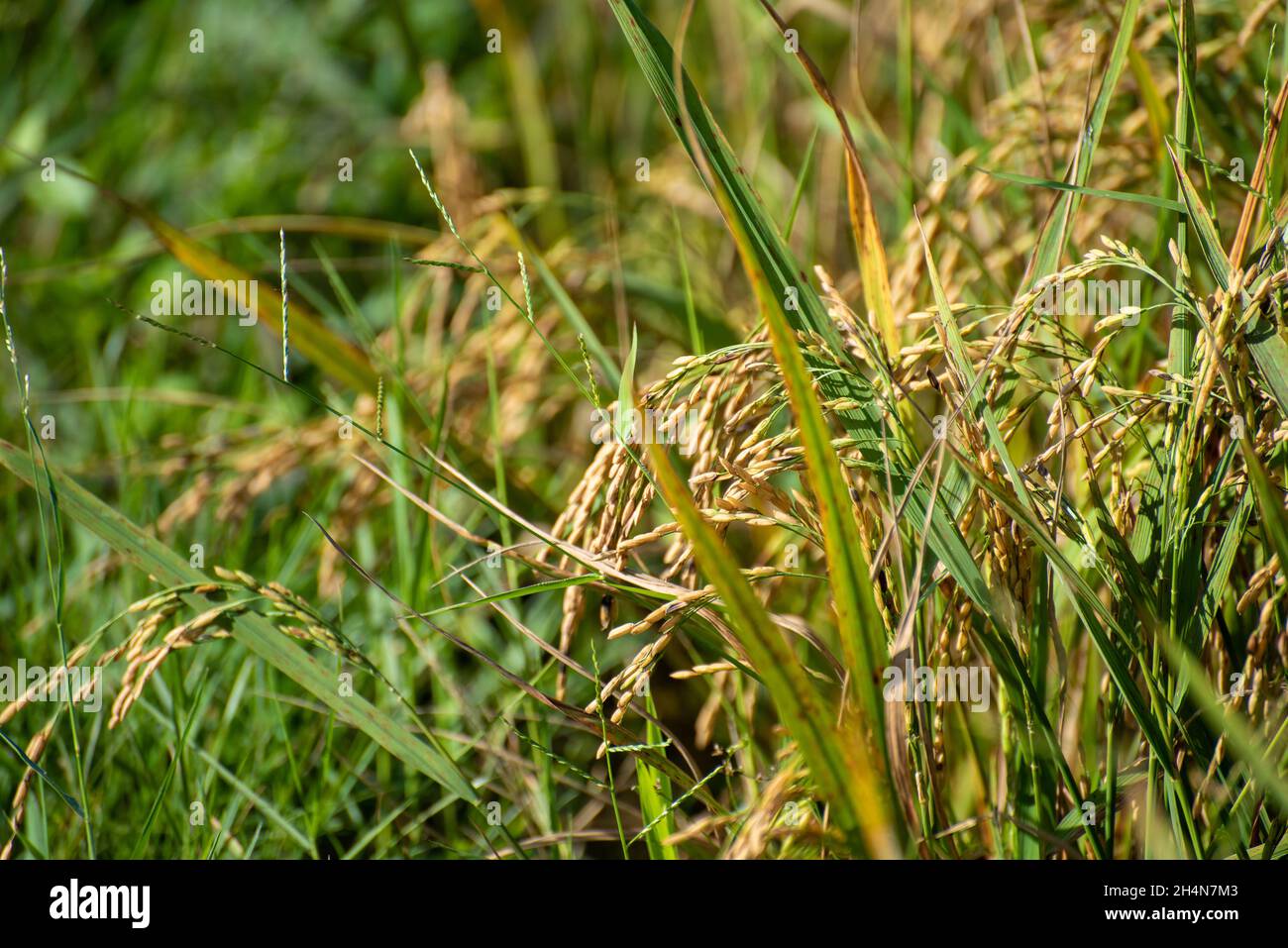 Tappa Rice Ta Pa rice field in the morning beautiful on ripe rice days Stock Photo ...