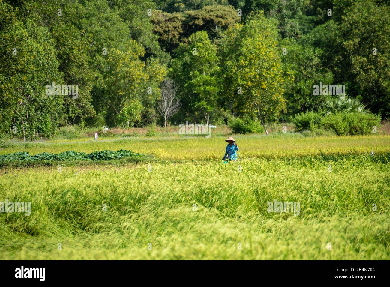 Ta Pa rice field in the morning beautiful on ripe rice days Stock Photo