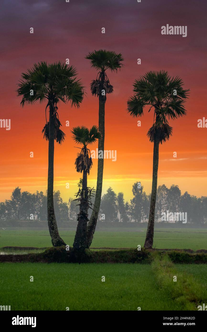Tappa Rice Ta Pa rice field in the morning beautiful on ripe rice days Stock Photo ...
