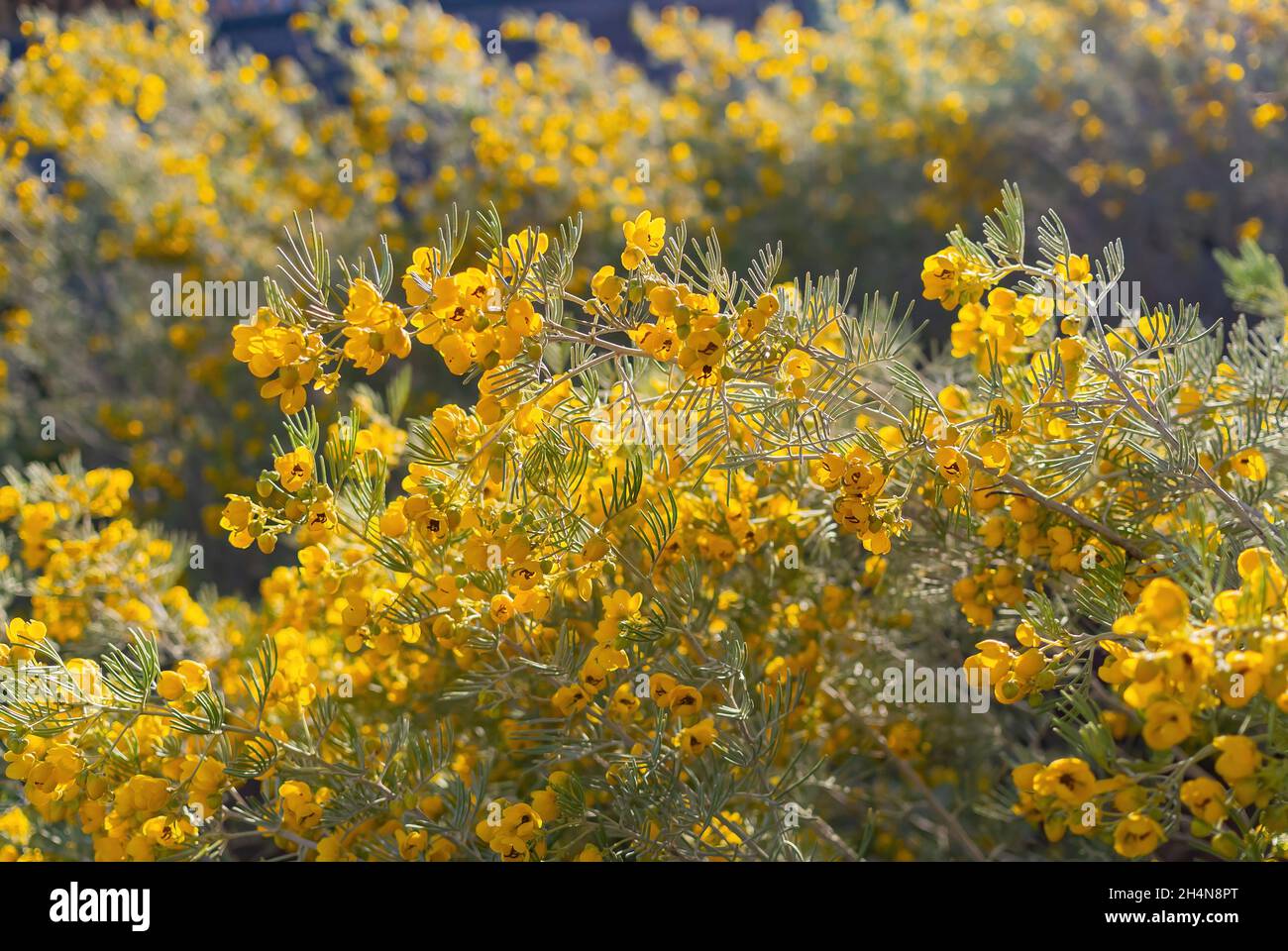 Close up shot of Senna artemisioides blossom at Nevada Stock Photo