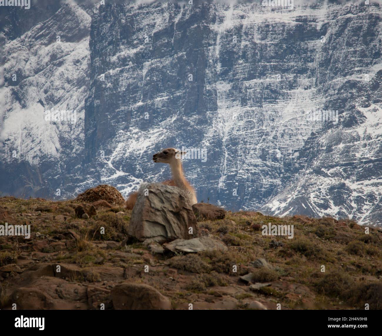 Wild animal Guanaco, with jagged snow covered mountains behind it. Stock Photo