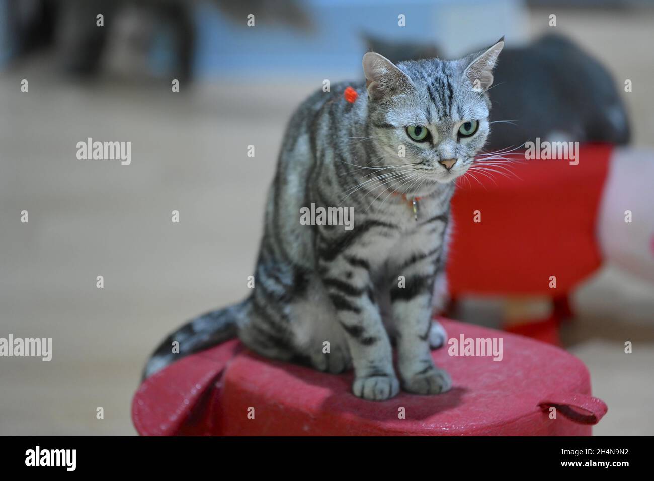 NANNING, CHINA - NOVEMBER 2, 2021 - More than 40 cats pose in different poses at the first cat museum in Nanning, South China's Guangxi Zhuang Autonomous Region, Nov 2, 2021. All the cats in the museum are race-level purebred cats who undergo regular physical check-ups, cat triplets and rabies vaccines, and are washed and cleaned. (Photo by Li Dongping / Costfoto/Sipa USA) Stock Photo