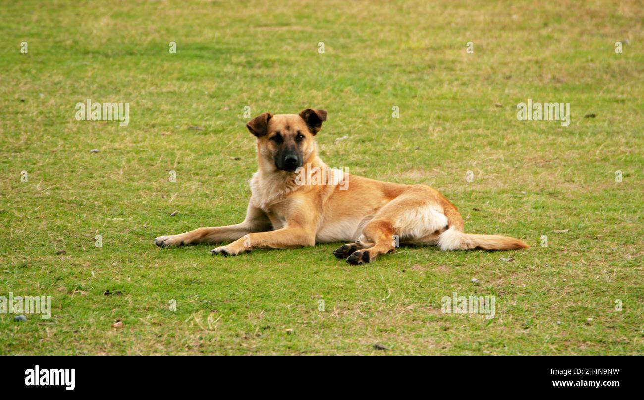 Yellow and brown working dog laying down on a green grassy lawn. Stock Photo