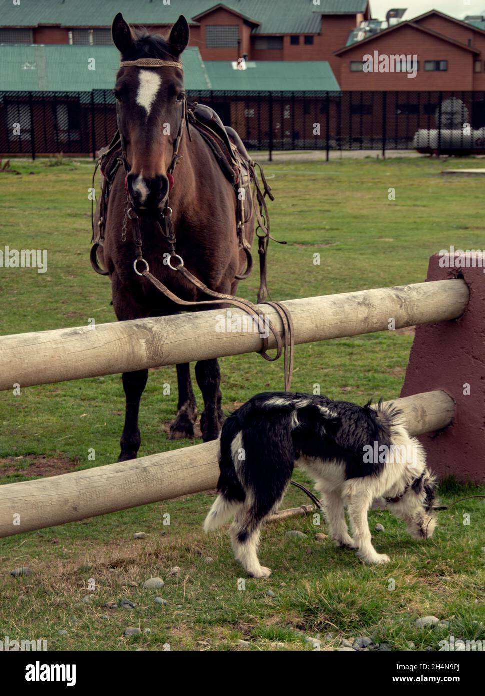 Black and white dog in front of a saddled horse tied to wood post fence Stock Photo