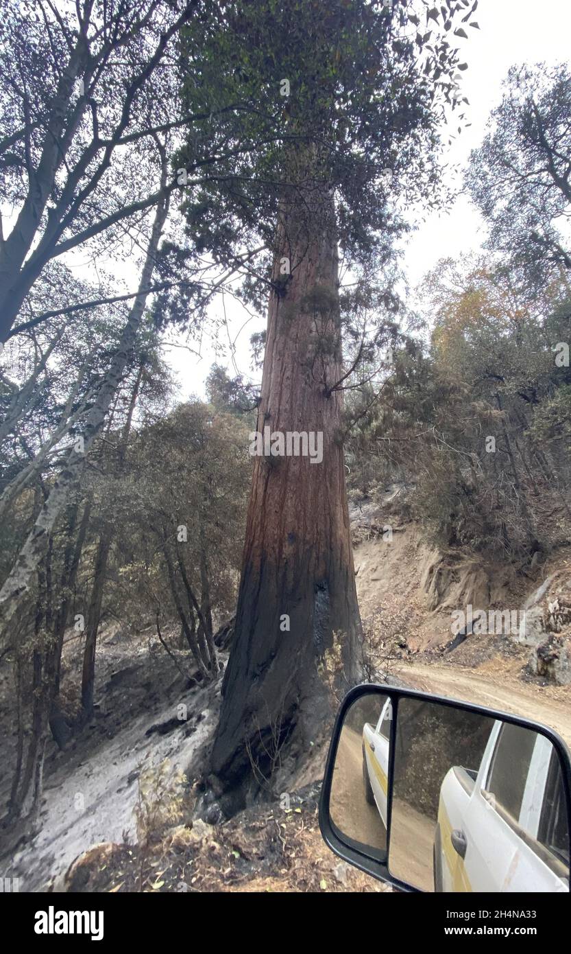 Three Rivers, California, United States. 11th Oct, 2021.  Burned tree along side of road KNP Complex wildfire in Sequoia & Kings Canyon National Parks, Three Rivers, California. A fire, beginning with a lightning strike September 9, 2021, burned over 88-thousand acres in the Sequoia and Kings Canyon National Parks including part of an historic grove of giant sequoia trees. Stock Photo