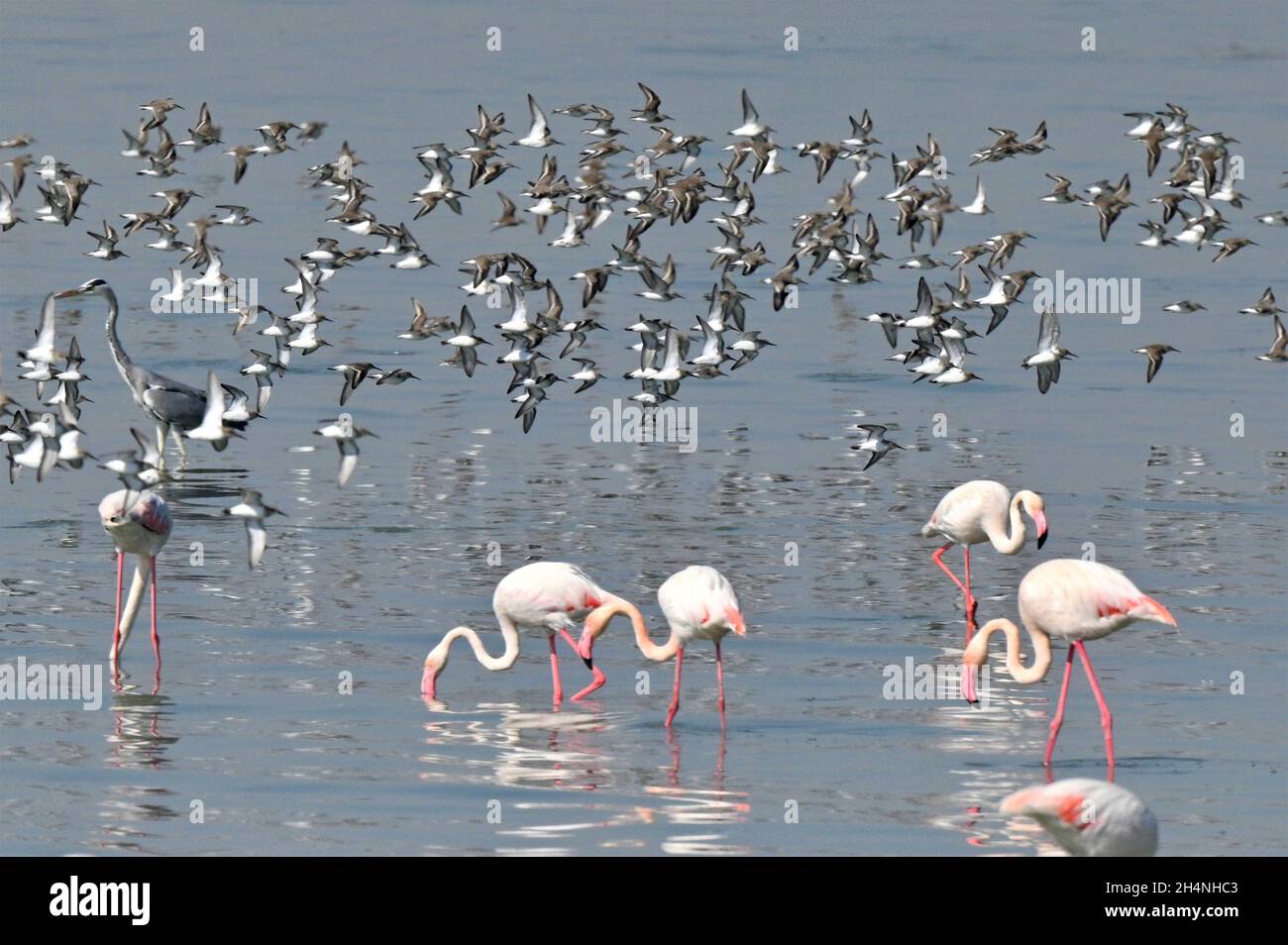 Kuwait City. 3rd Nov, 2021. Birds are seen at a beach in Kuwait City Nov. 3, 2021. Credit: Ghazy Qaffaf/Xinhua/Alamy Live News Stock Photo