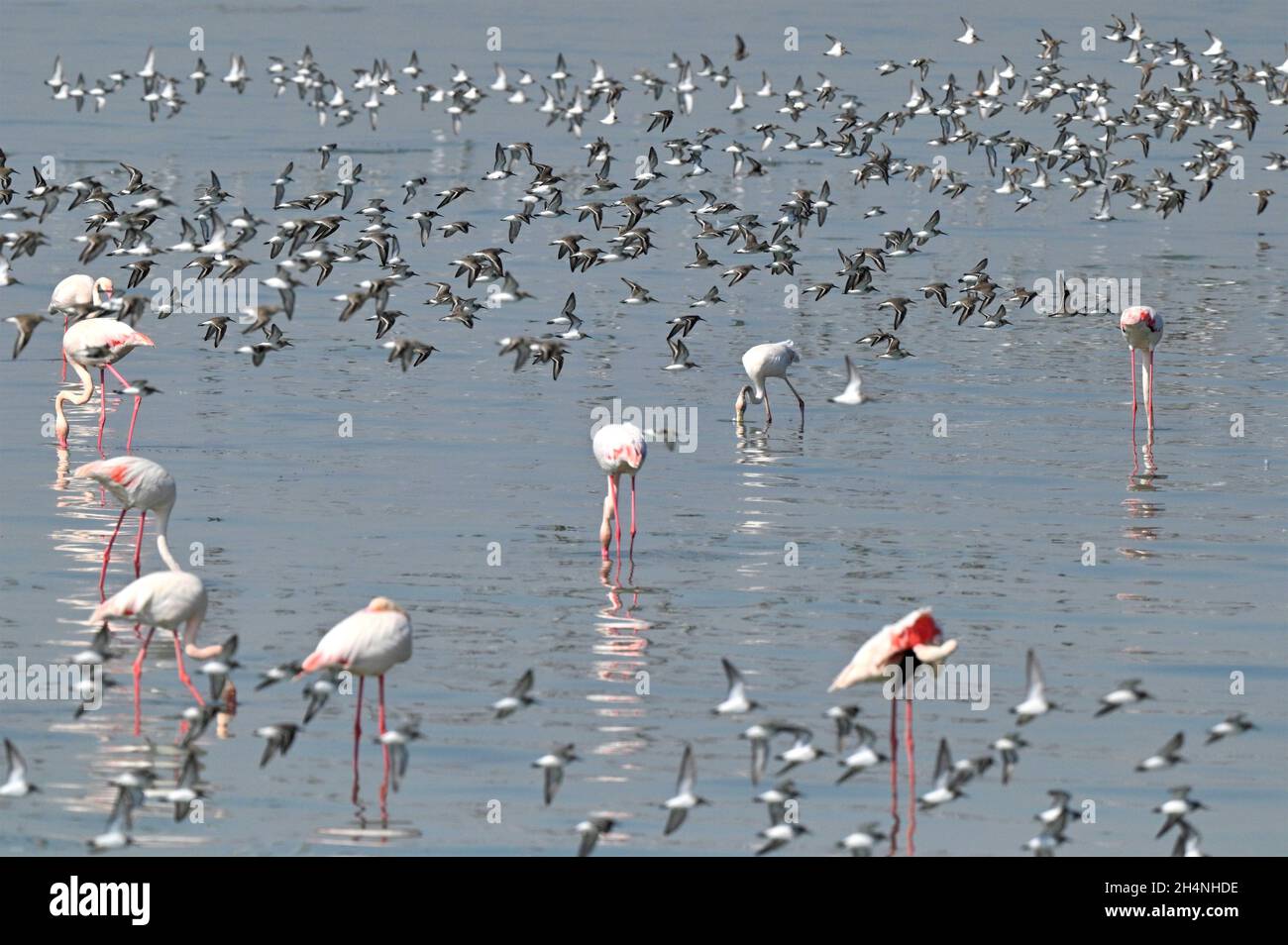 Kuwait City. 3rd Nov, 2021. Birds are seen at a beach in Kuwait City Nov. 3, 2021. Credit: Ghazy Qaffaf/Xinhua/Alamy Live News Stock Photo