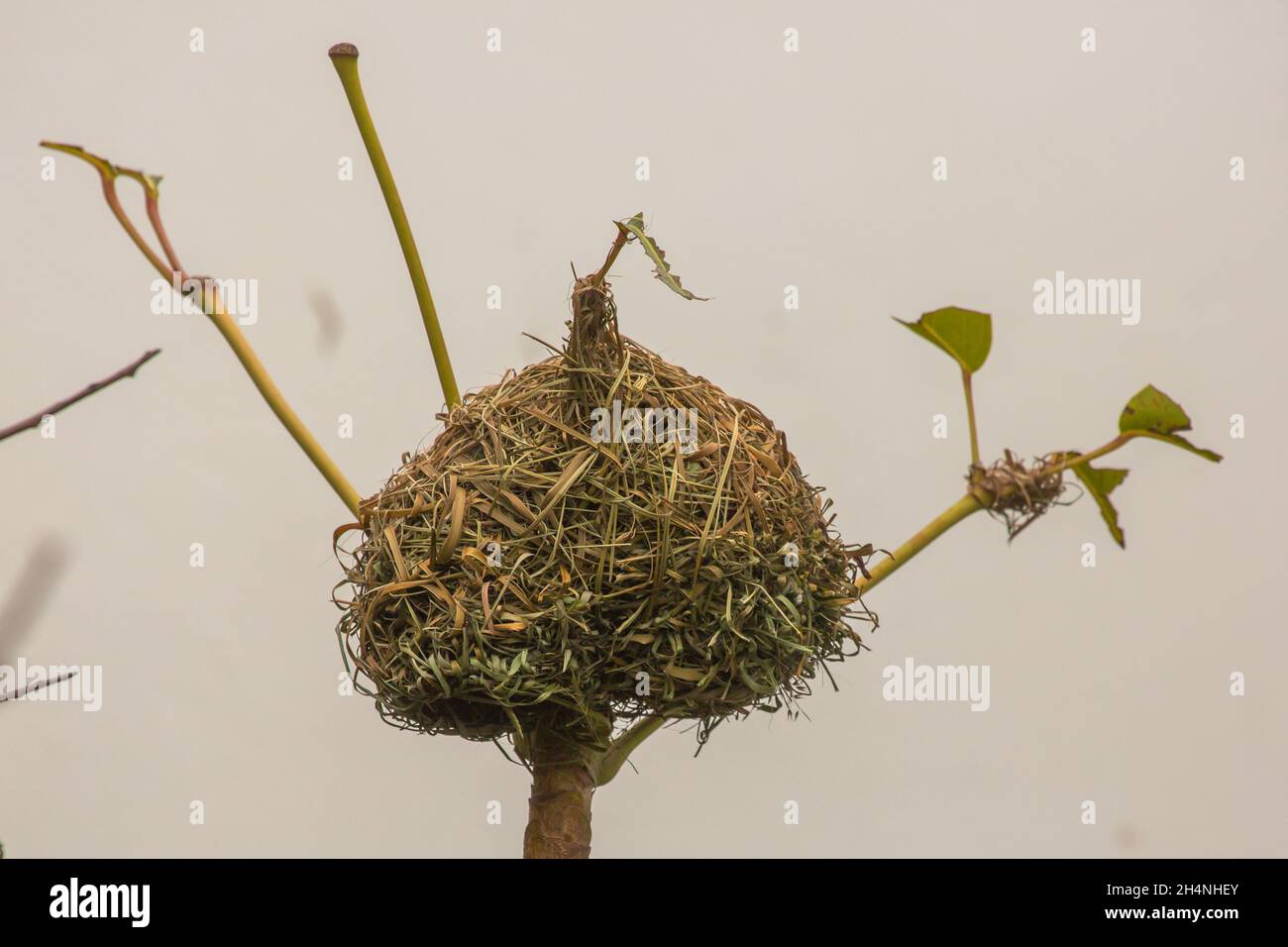 Nest of a Cape Weaver (Ploceus capensis) seen close to Mossel Bay in the Western Cape of South Africa Stock Photo