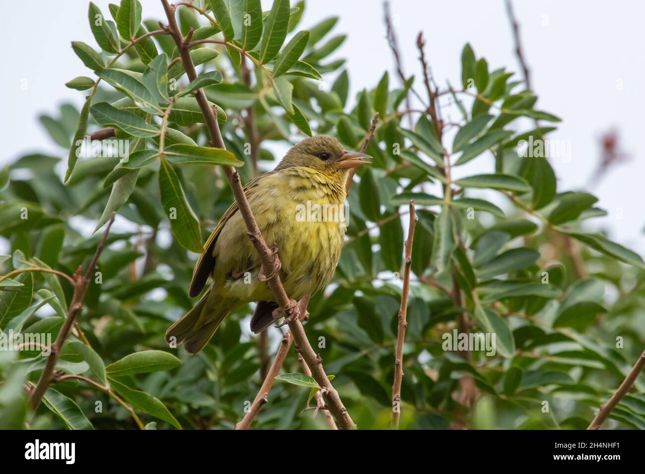 South African Bird: Cape Weaver (Ploceus capensis) seen close to Mossel Bay in the Western Cape of South Africa Stock Photo