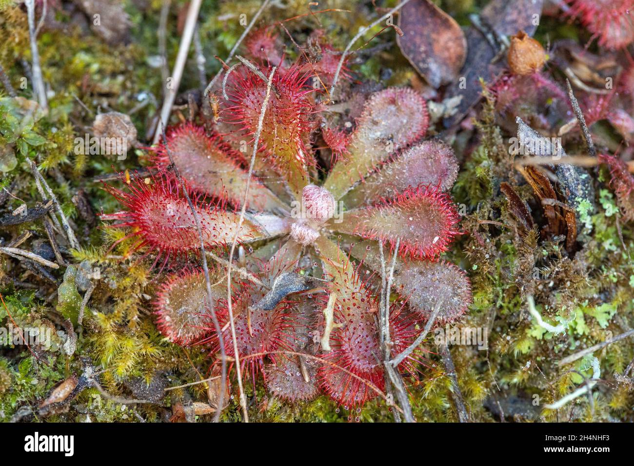 Close-up of of the carnivorous plant Drosera sp. found in nature close to George in the Western Cape of South Africa Stock Photo