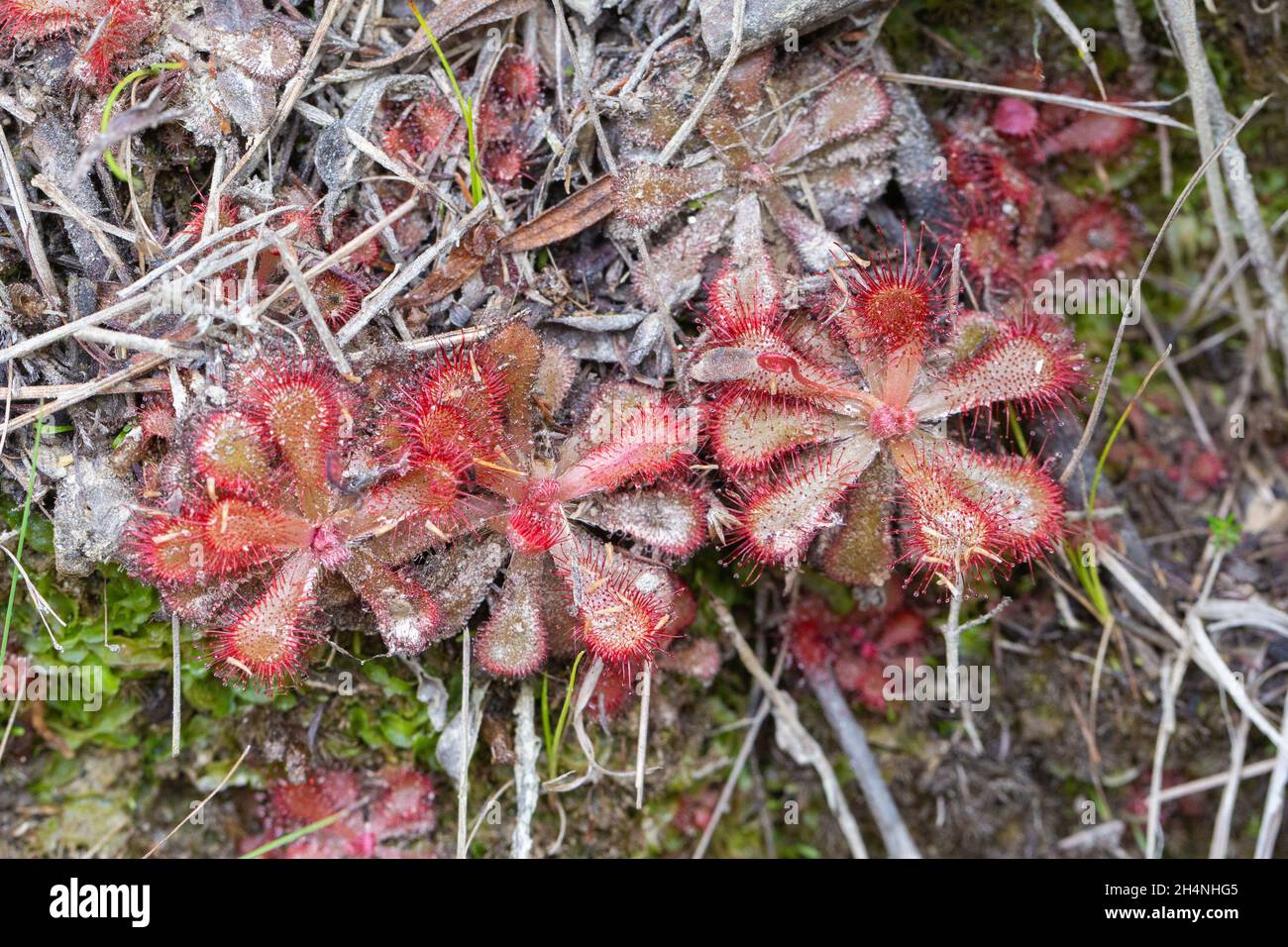 Close-up of three rosettes of the carnivorous plant Drosera venusta found in nature close to George in the Western Cape of South Africa Stock Photo