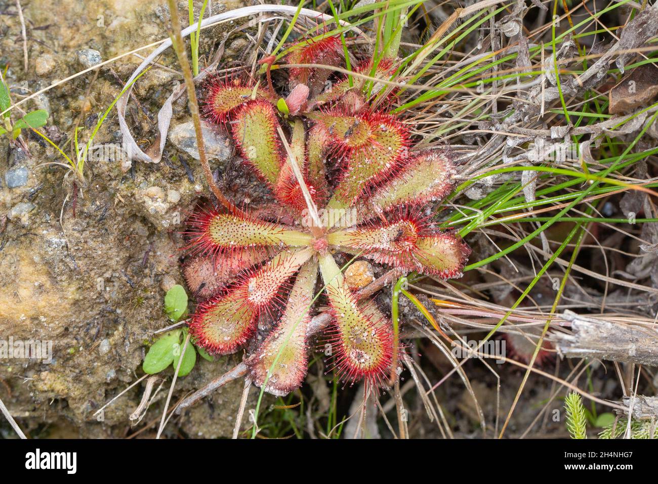 The carnivorous plant Drosera venusta, taken in natural habitat north of George in the Western Cape of South Africa Stock Photo