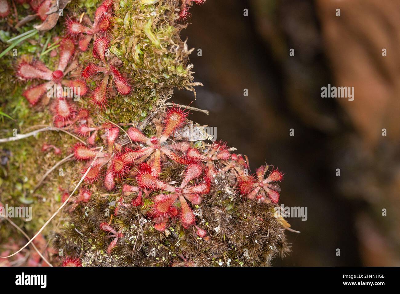 Drosera venusta in natural habitat close to George in the Western Cape of South Africa Stock Photo