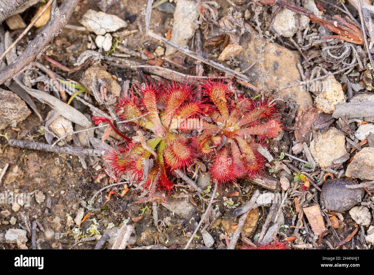 Two Rosettes of a Sundew species (Drosera), a carnivorous plant, seen in natural habitat close to Mossel Bay in the Western Cape of South Africa Stock Photo