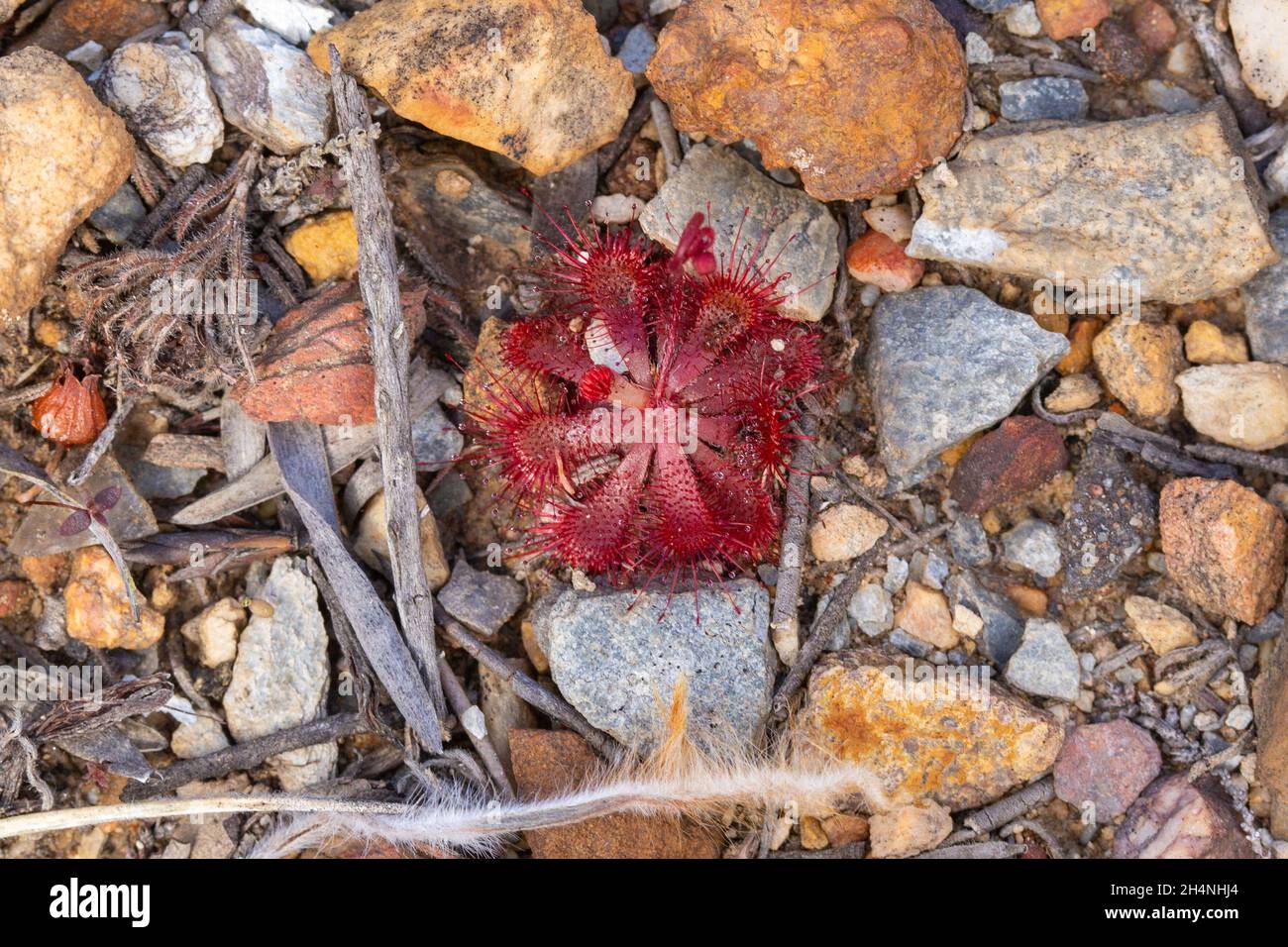 Red Rosette of sundew species in natural habitat north of Mossel Bay in the Western Cape of South Africa Stock Photo