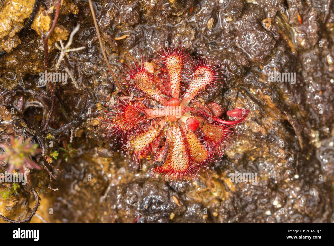 Single plant of Drosera natalensis in natural habitat seen close to Mossel Bay in the Western Cape of South Africa Stock Photo
