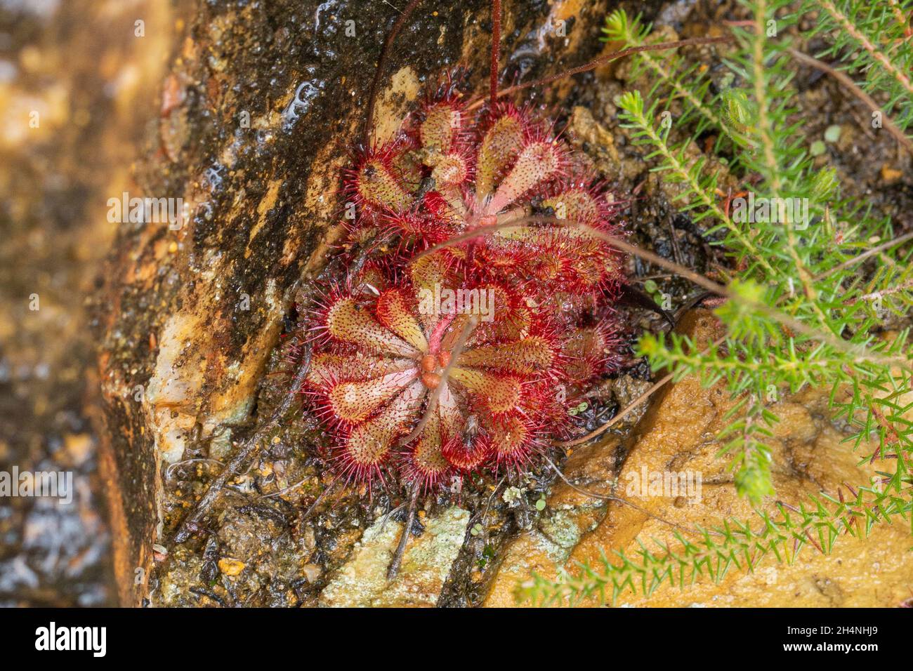 Two rosettes of a Sundew, a carnivorous plant, in natural habitat north of Mossel Bay in the Western Cape of South Africa Stock Photo