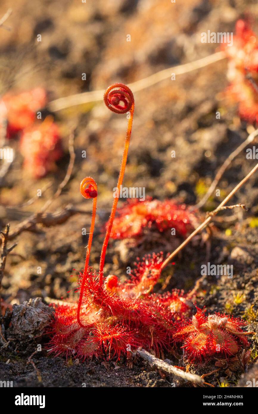 Close up of Drosera natalensis (or aliciae) in natural habitat close to Riversdale in the Western Cape of South Africa Stock Photo