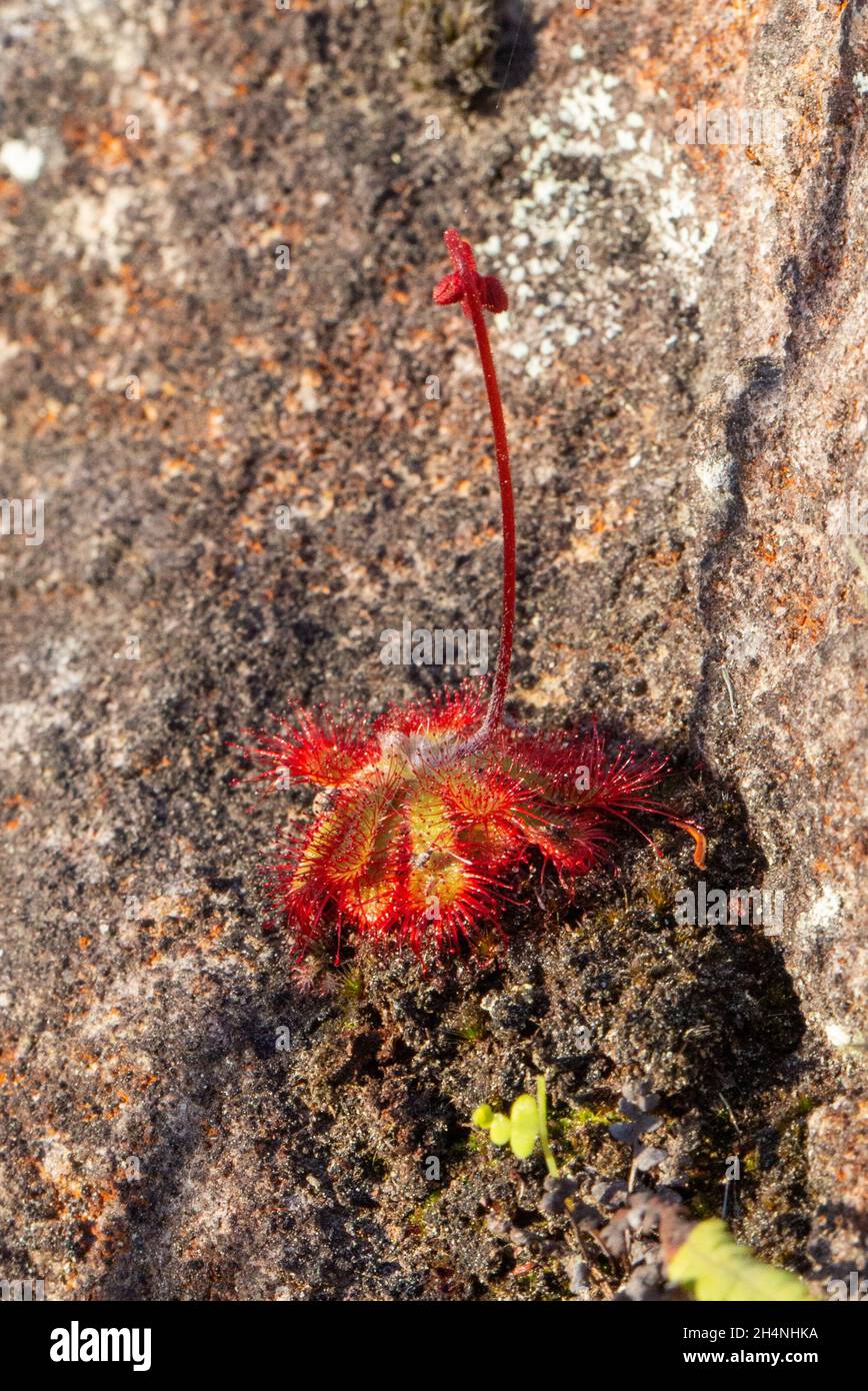 Portrait of a Sundew Drosera sp. (D. aliciae or D. natalensis) with flower stalk, seen in natural habitat close to Riversdale in South Africa Stock Photo
