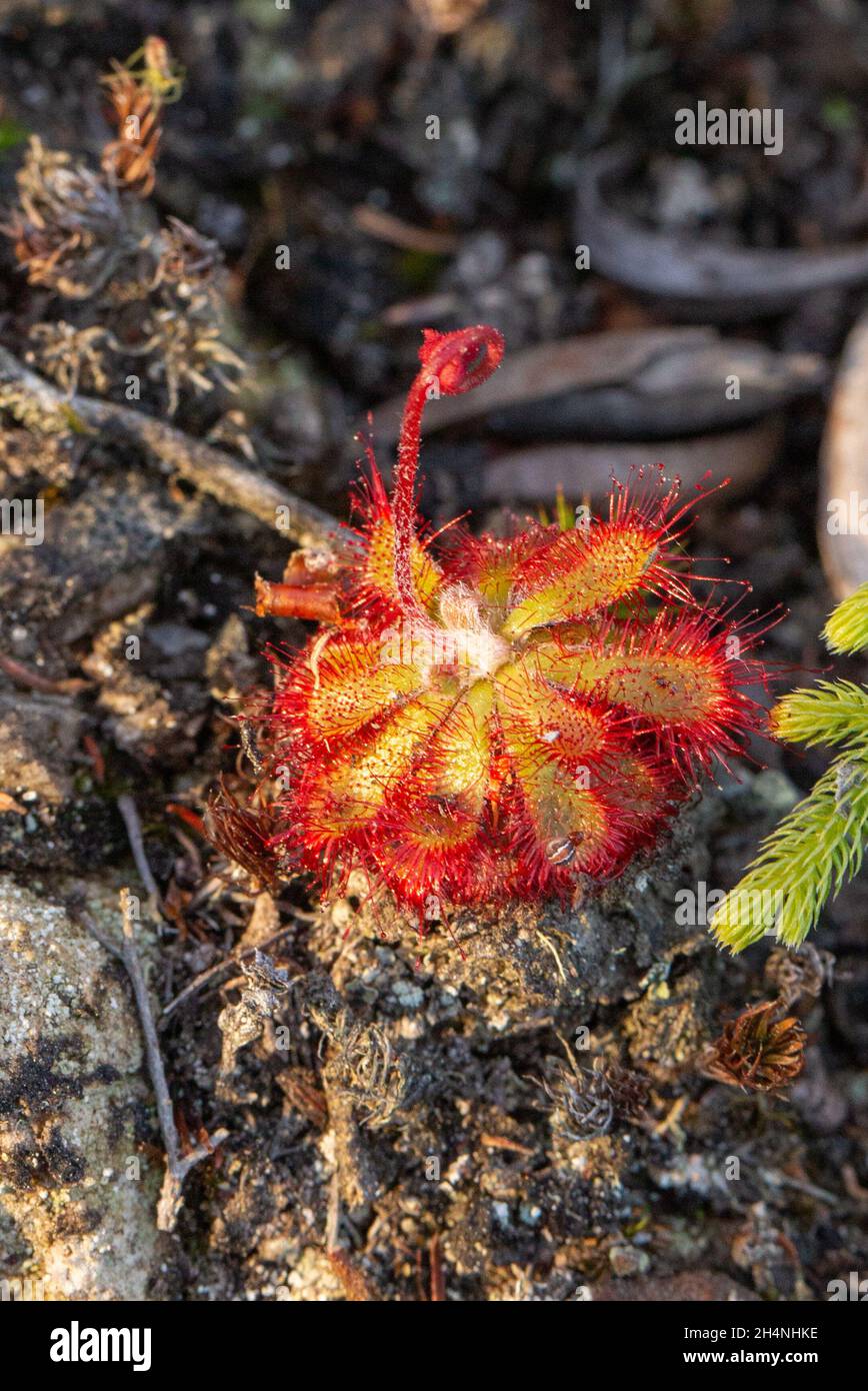 Drosera aliciae, seen in natural habitat, close to Riversadale in the Western Cape of South Africa Stock Photo