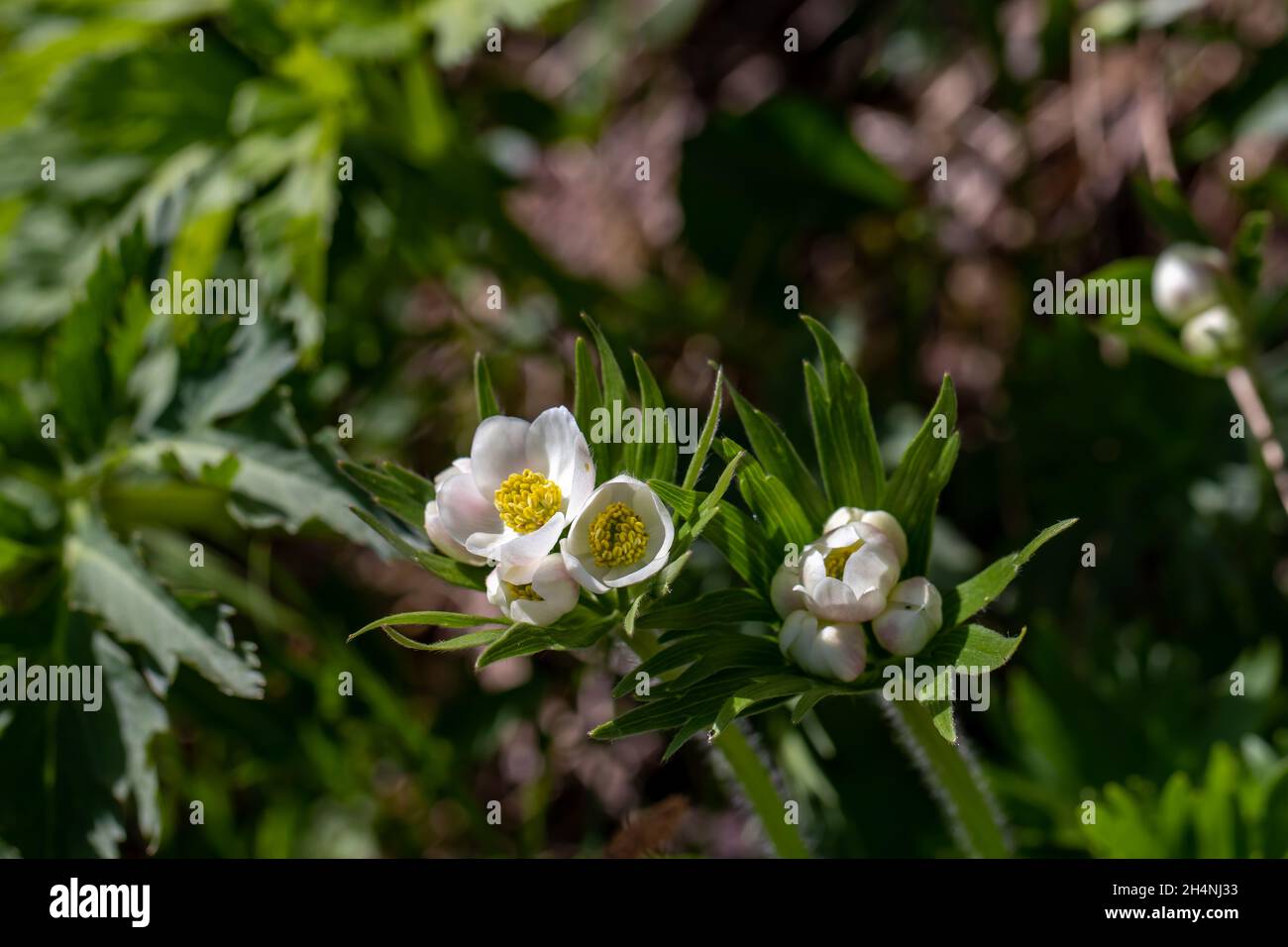 Anemonastrum narcissiflorum flower growing in mountains Stock Photo