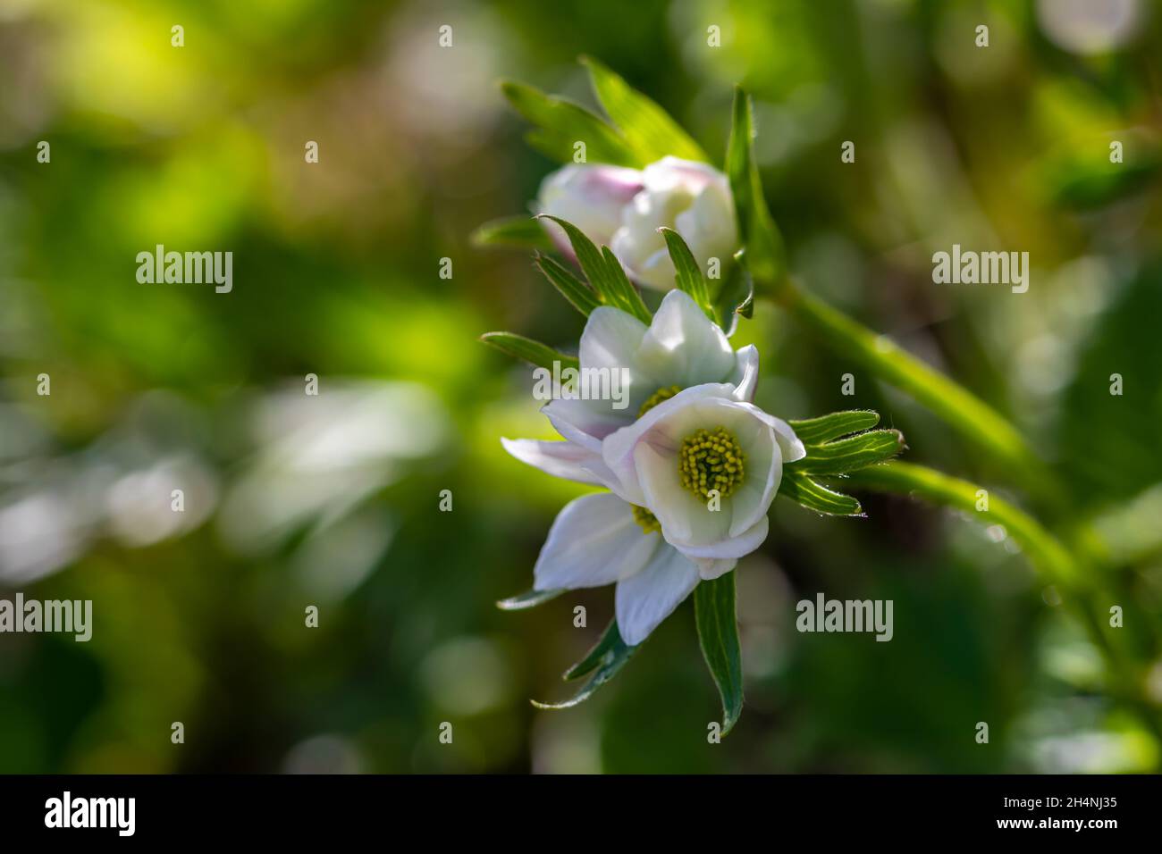 Anemonastrum narcissiflorum flower growing in mountains, close up Stock Photo