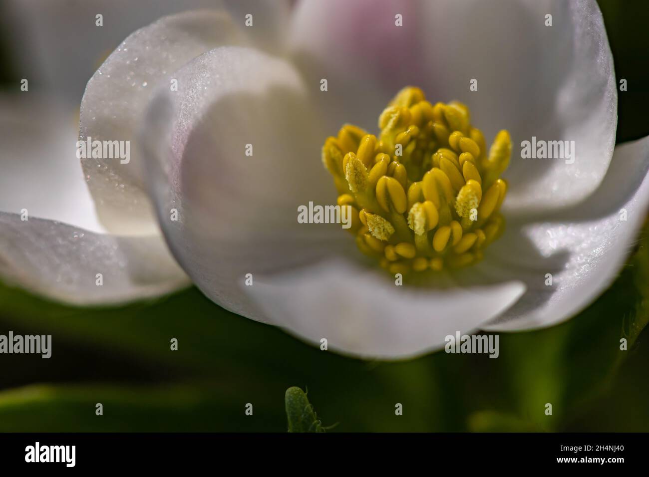 Anemonastrum narcissiflorum flower growing in mountains, close up shoot Stock Photo