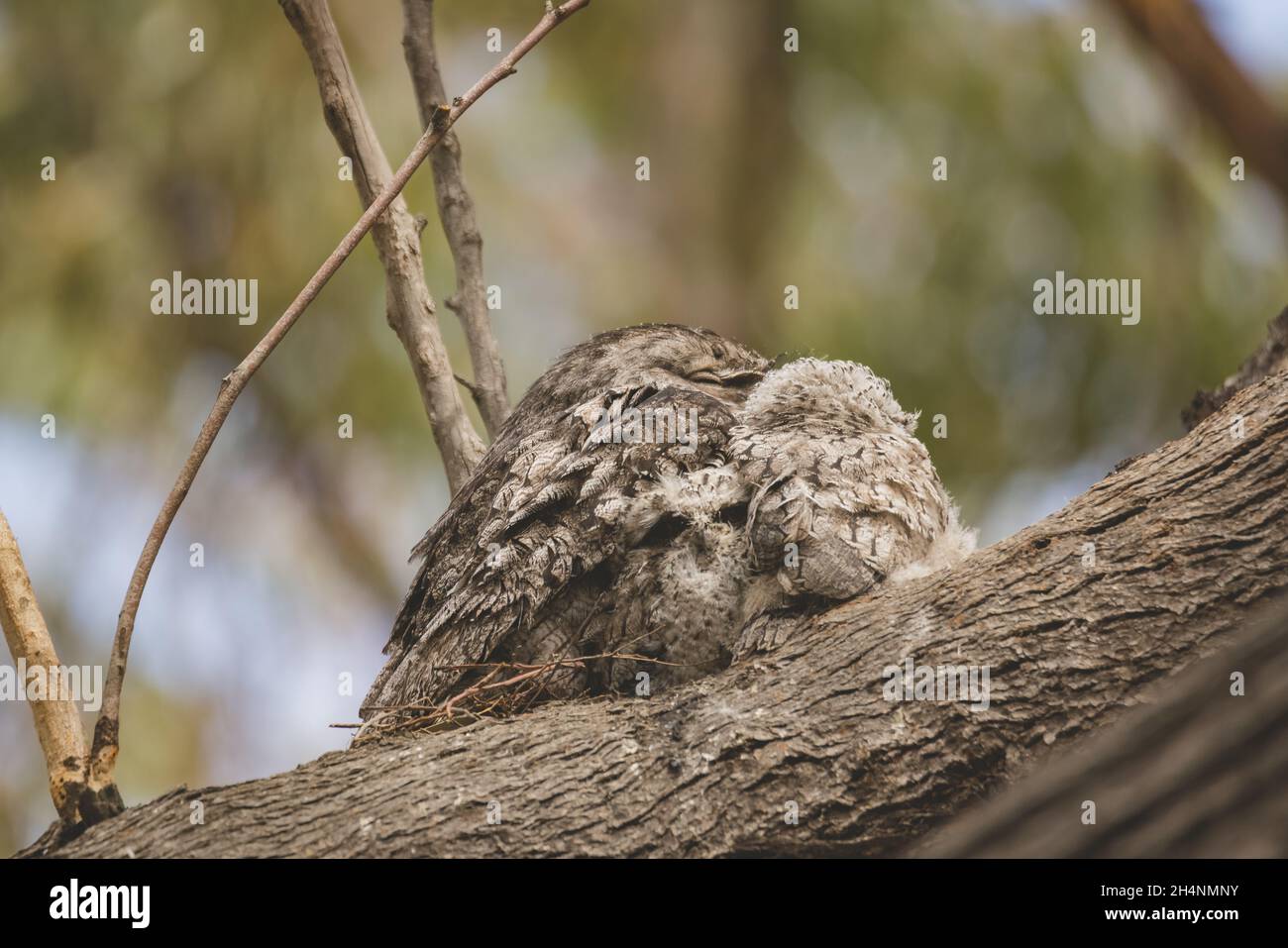 Tawny Frogmouth sitting on a nest Stock Photo - Alamy