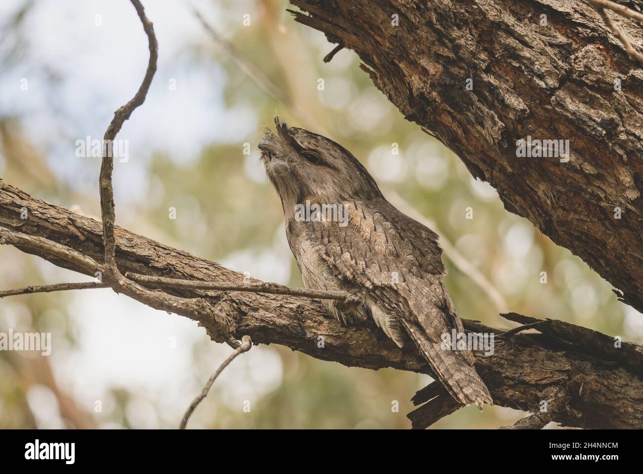 Tawny Frogmouth perched sleeping by day on a Tree Stock Photo